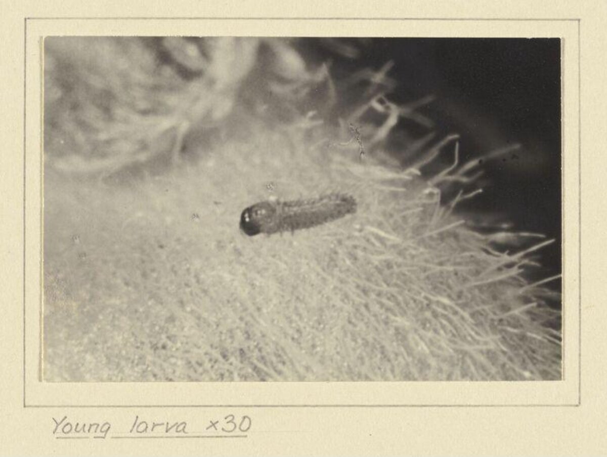 Young Larva at 30x Magnification
