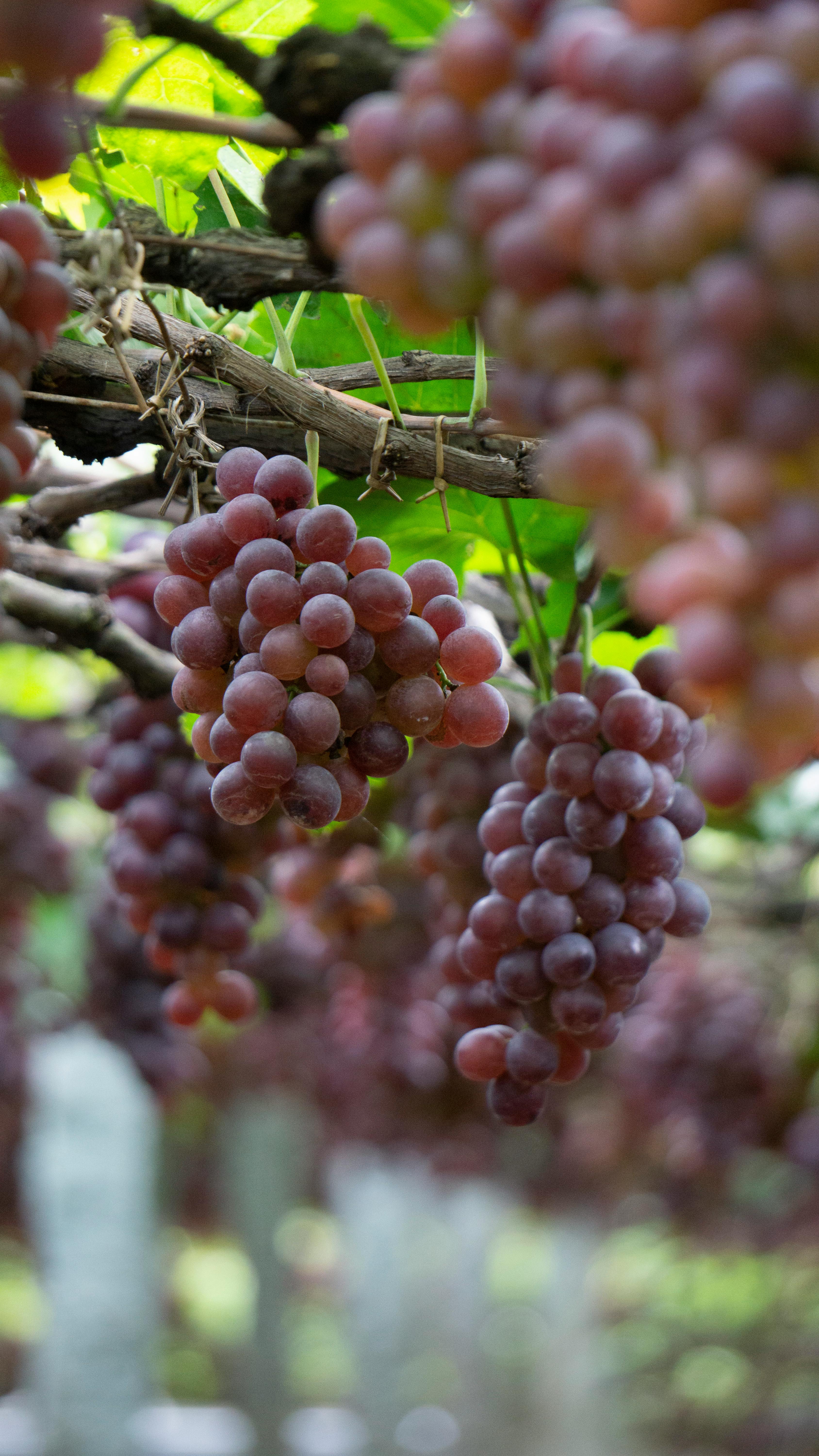 Ripe Red Grapes on Vine