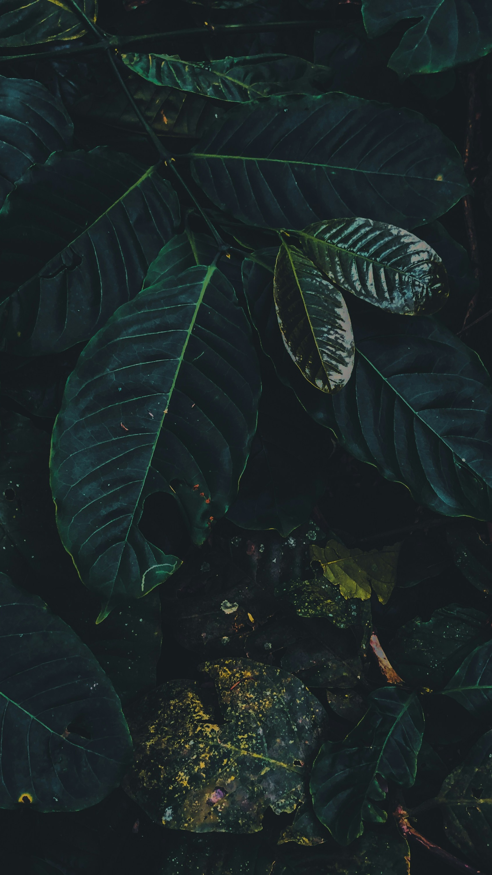 Wallpapers