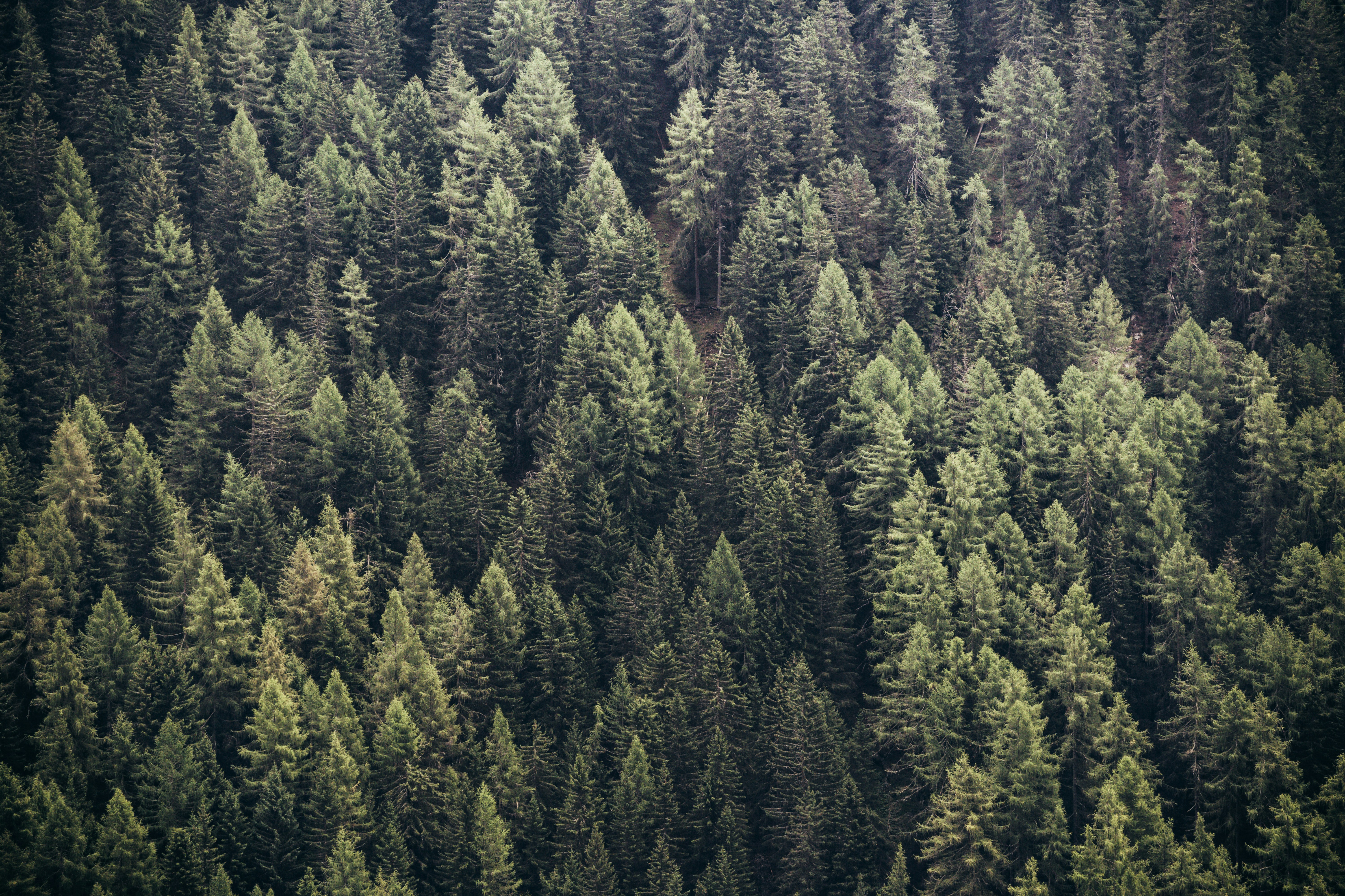 Aerial View of Dense Coniferous Forest