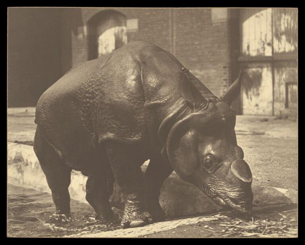 One-horned Rhinoceros Drinking Water