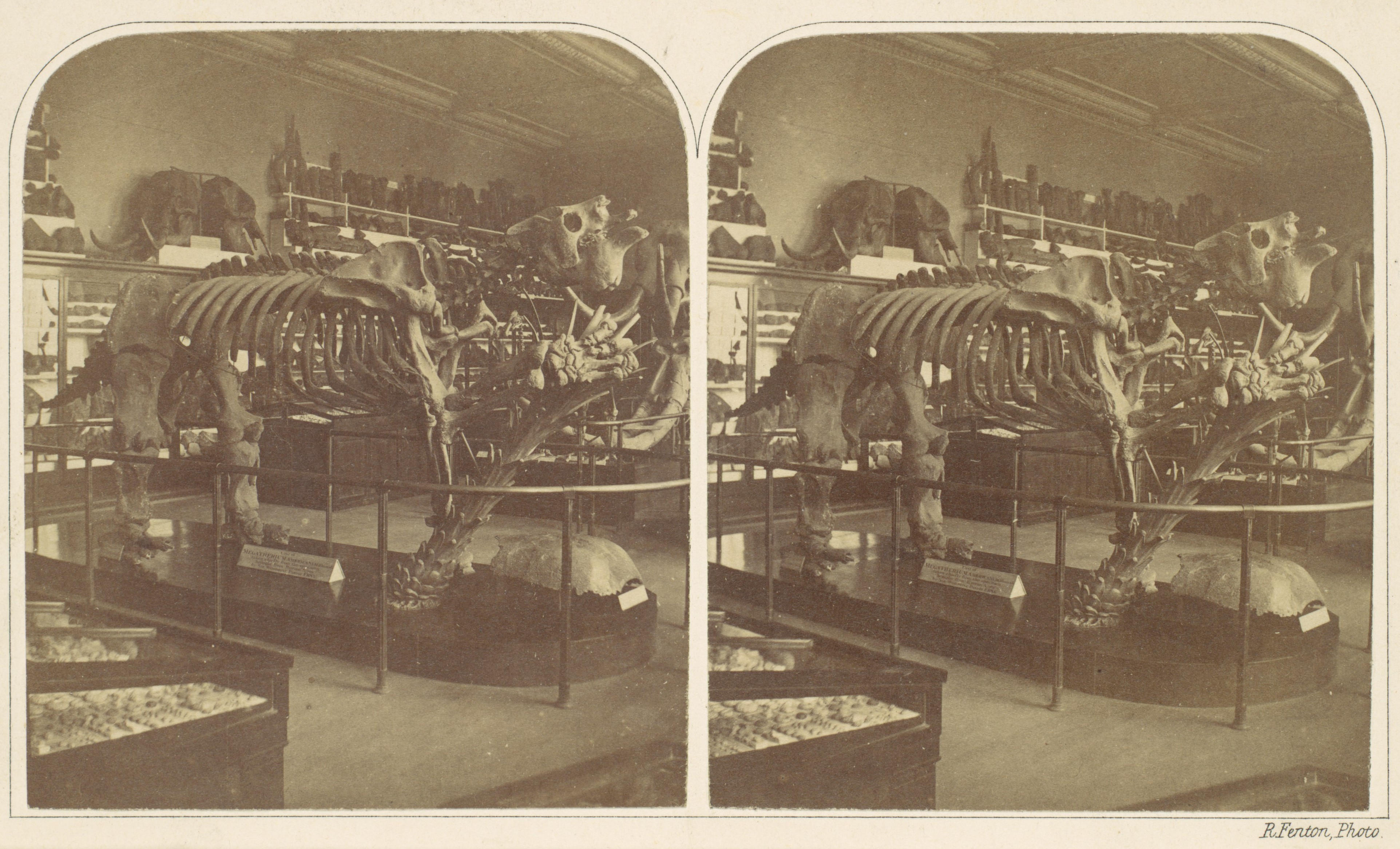 Prehistoric Mammal Skeleton Museum Exhibit