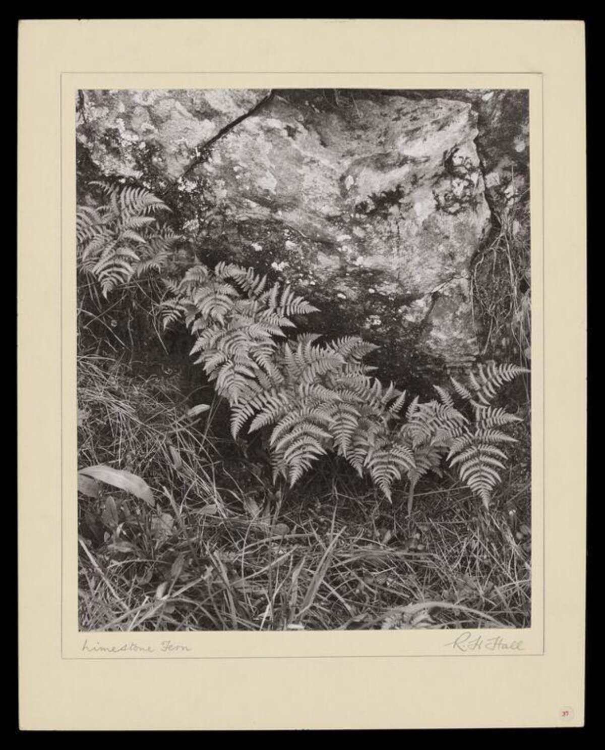 Limestone Fern Black and White Photo