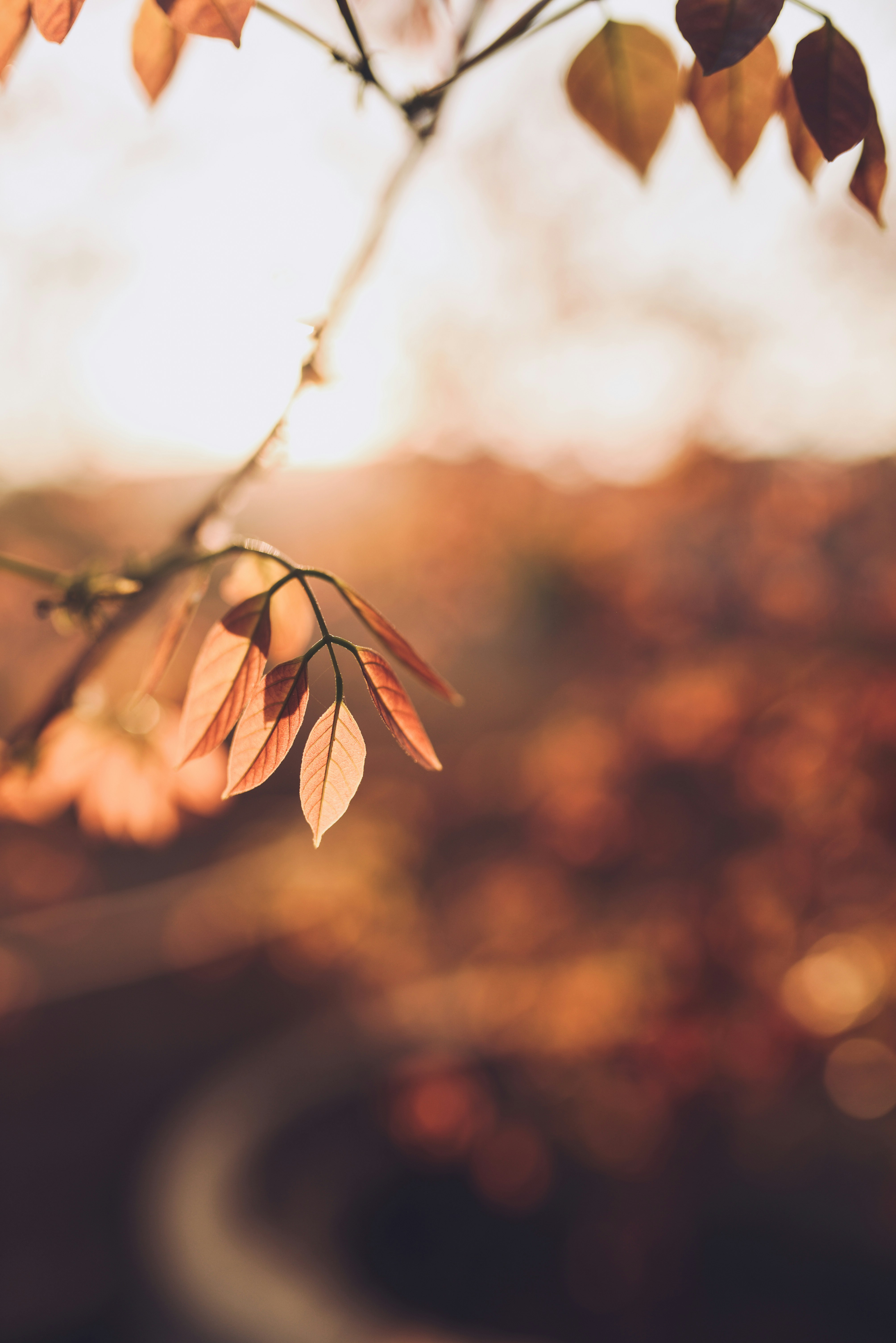 Backlit Autumn Leaves