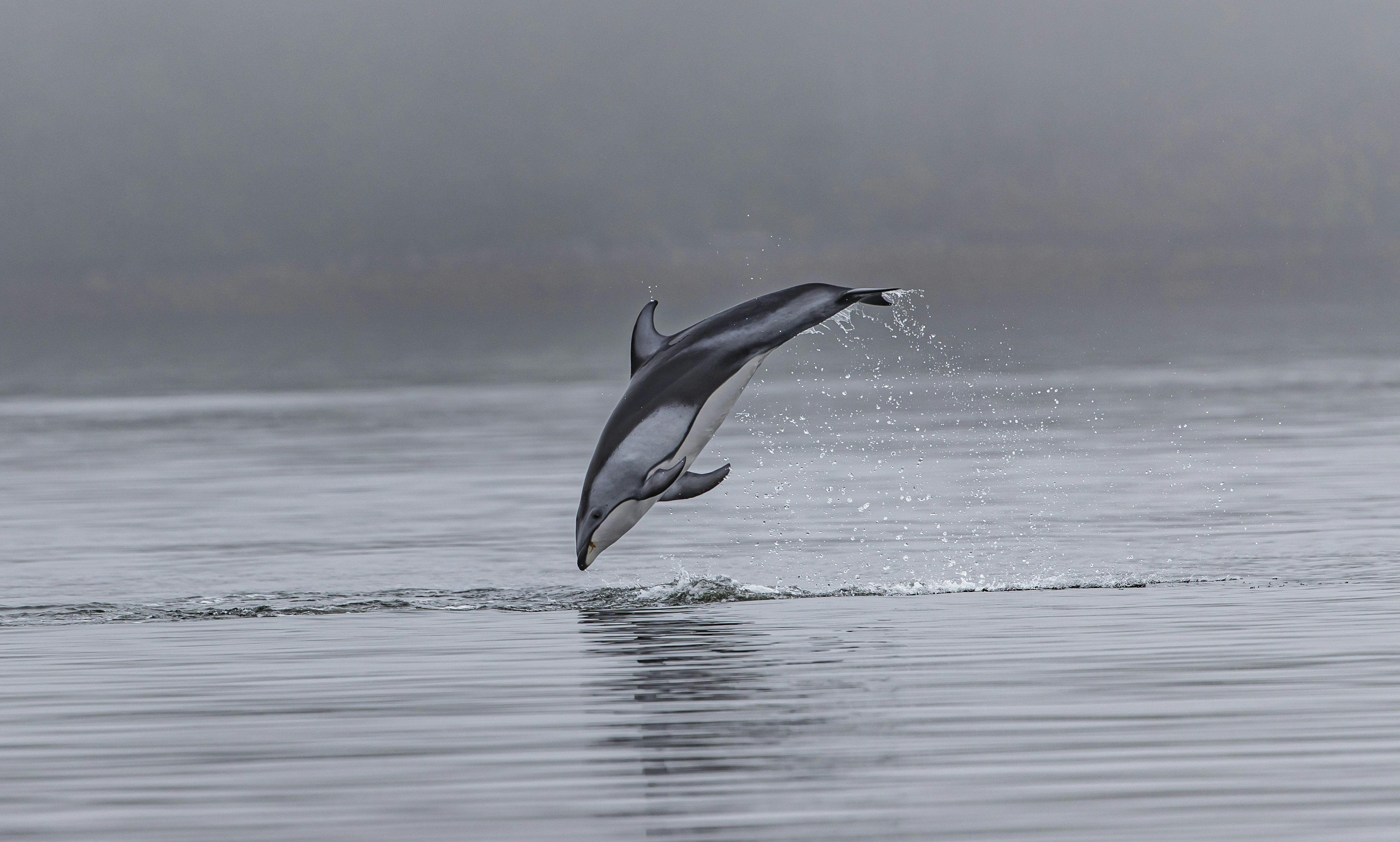 Dolphin Leaping Into Calm Water