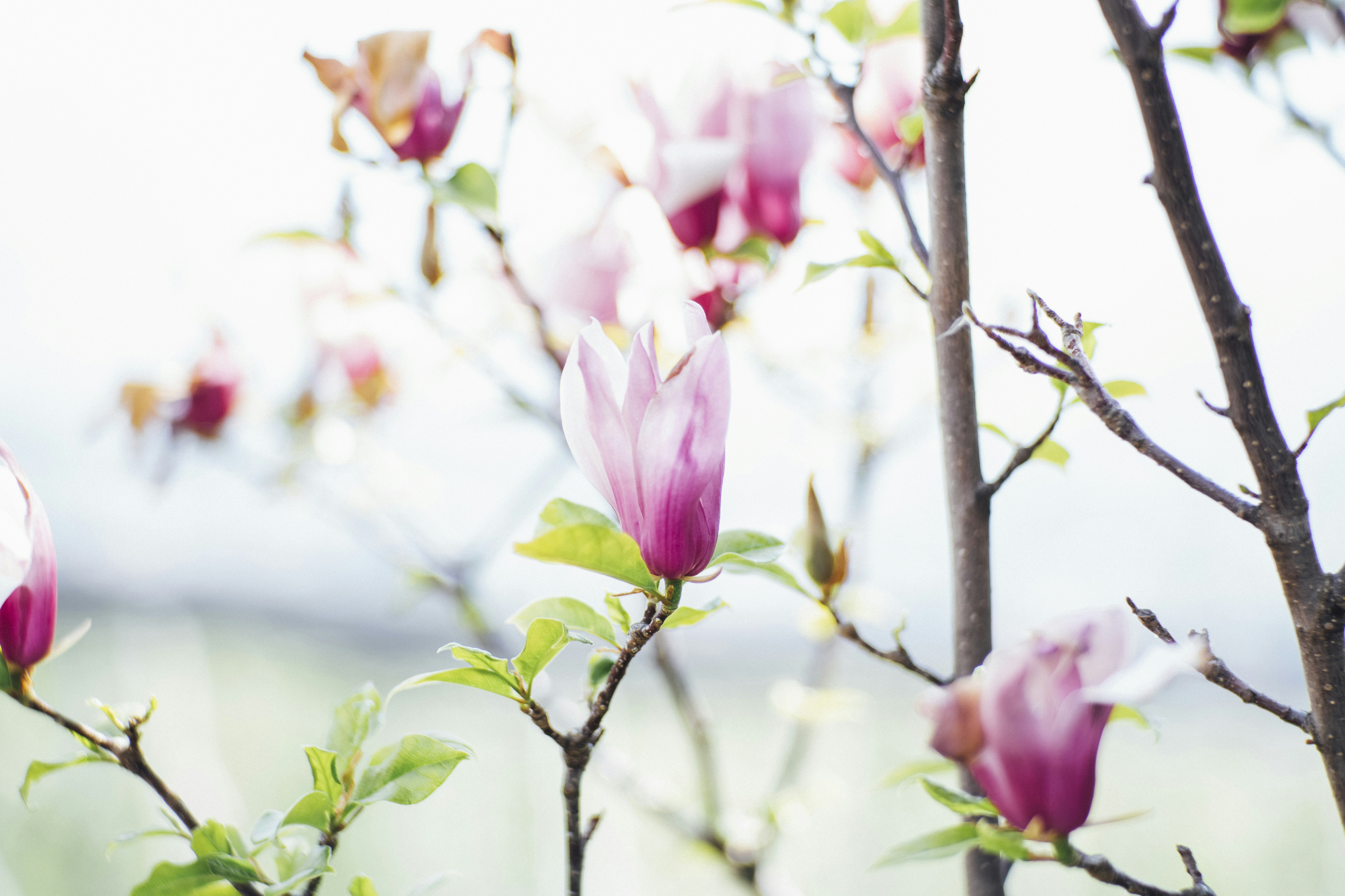 Pink Magnolia Flowers on Branches