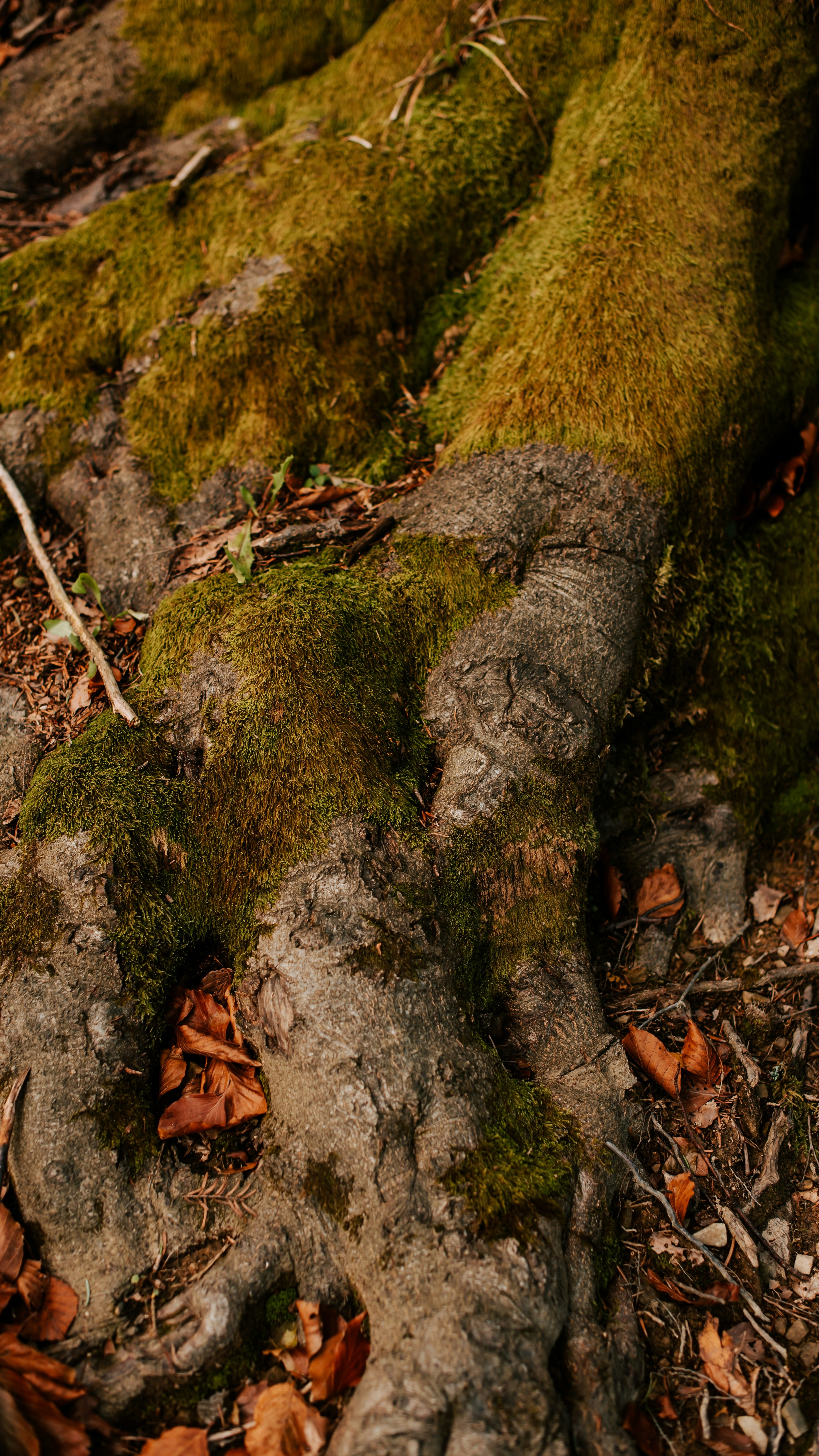 Moss-Covered Exposed Tree Roots