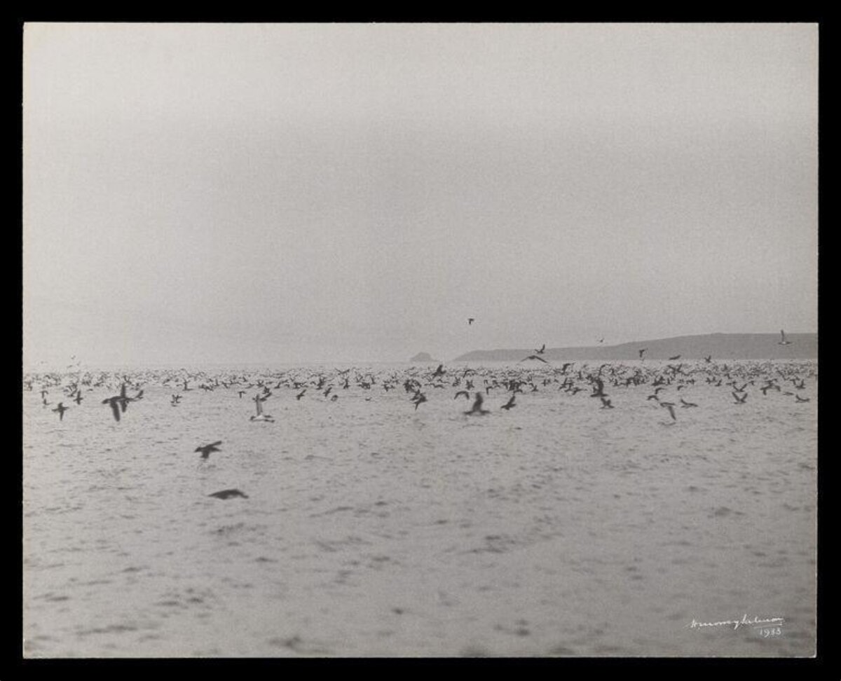Flock of Seabirds Over Coastal Sea