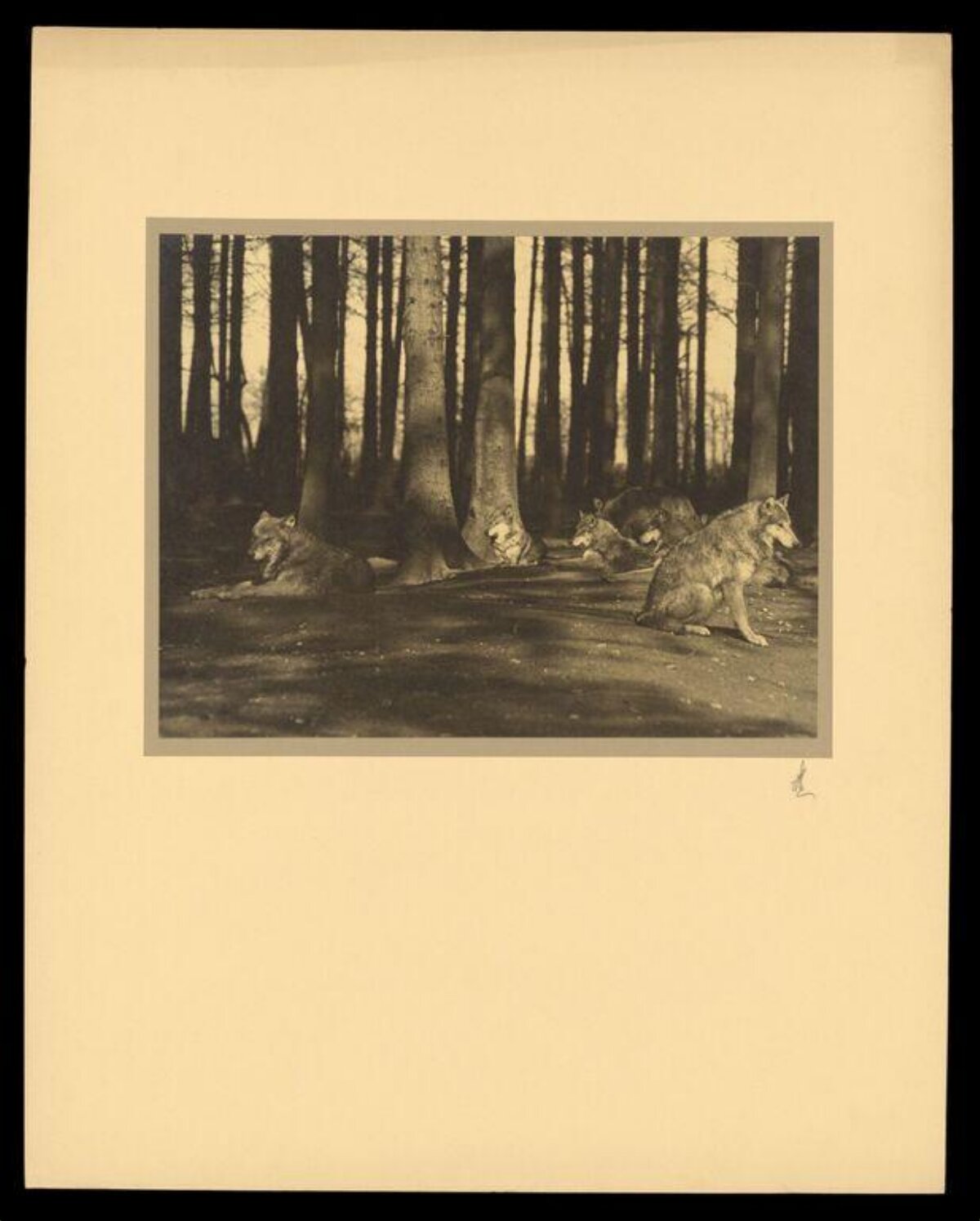 Wolf Pack Resting in Forest