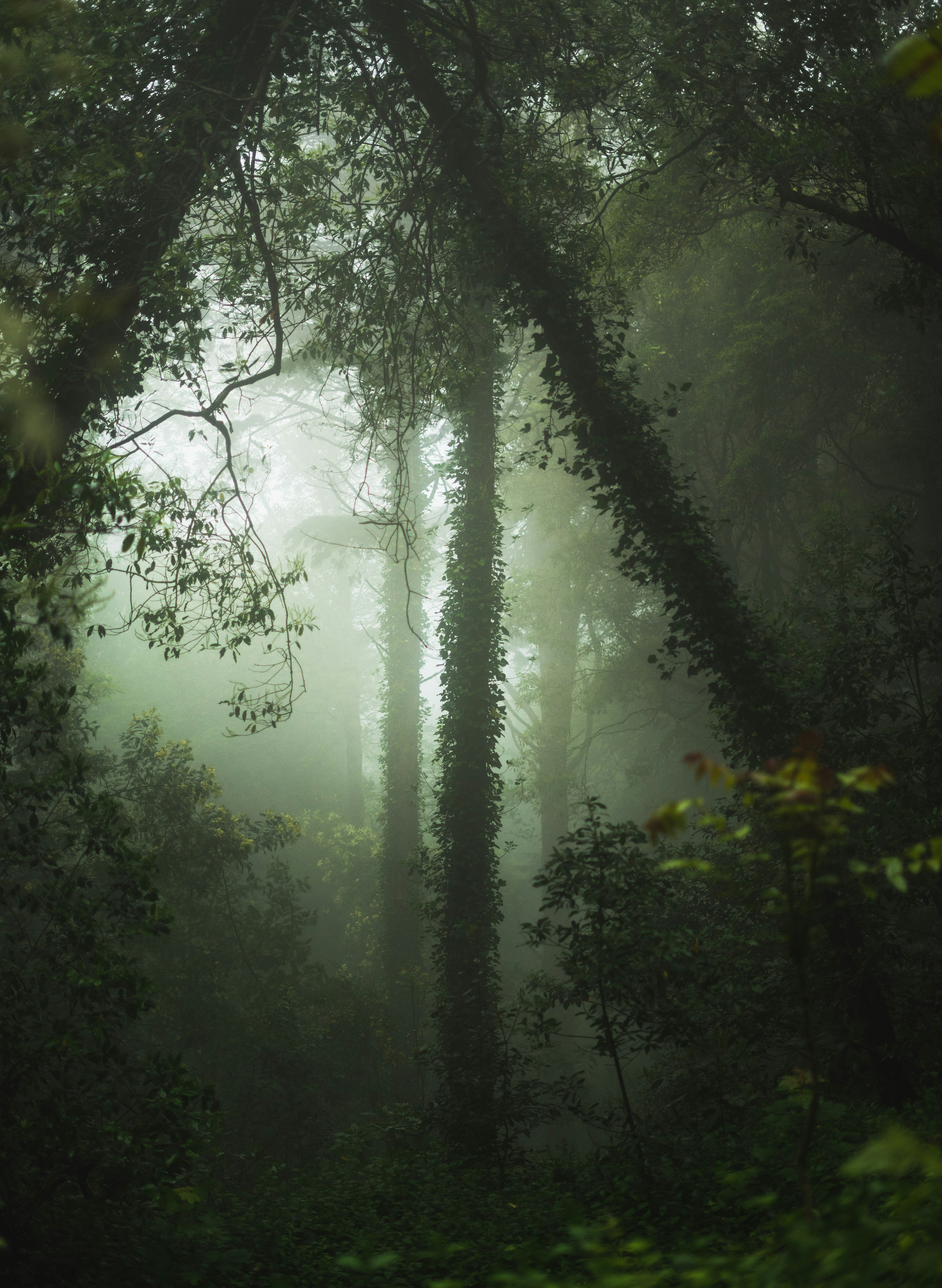 Misty Dense Forest