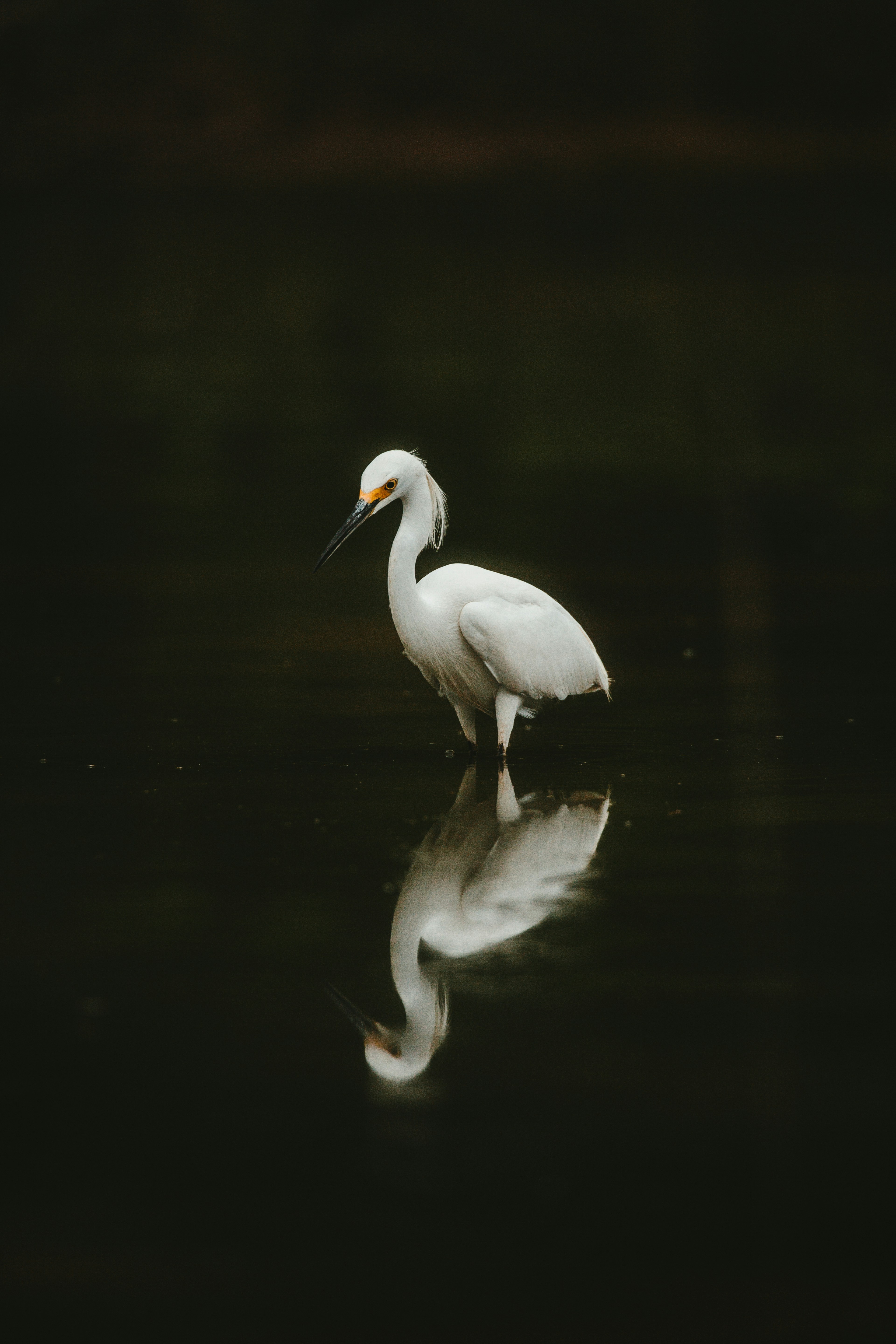 Snowy Egret Standing in Still Water