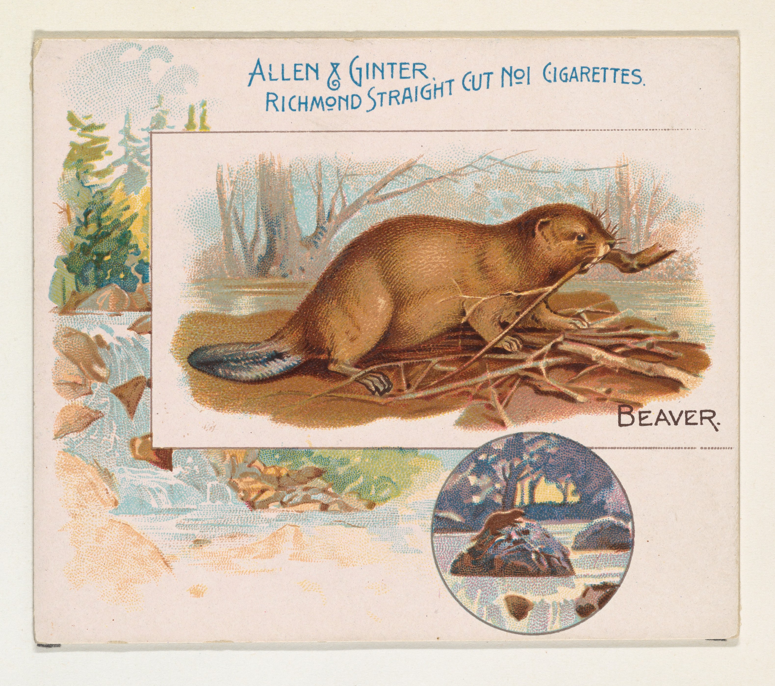 Vintage Beaver Cigarette Trade Card