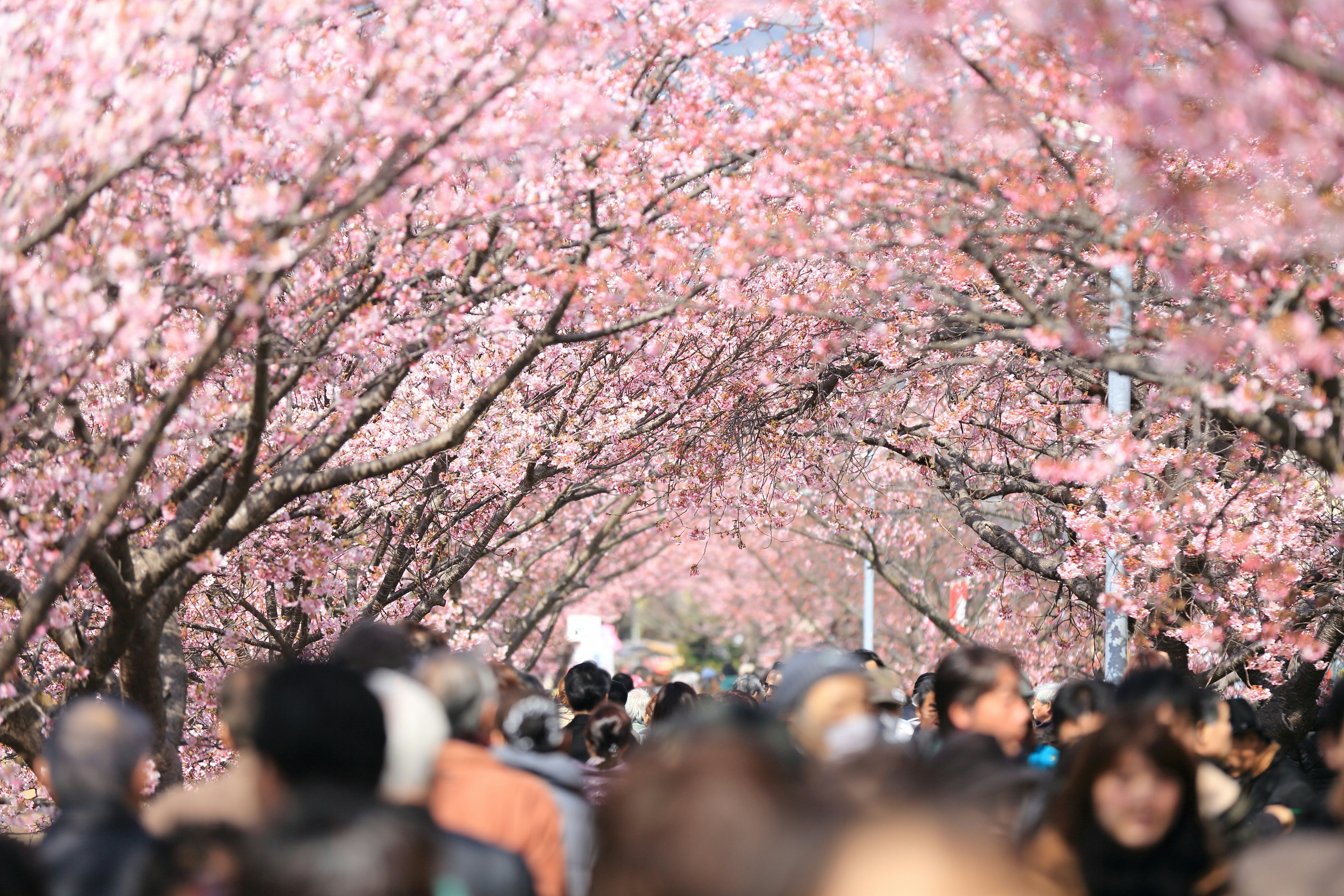 Crowded Cherry Blossom Avenue