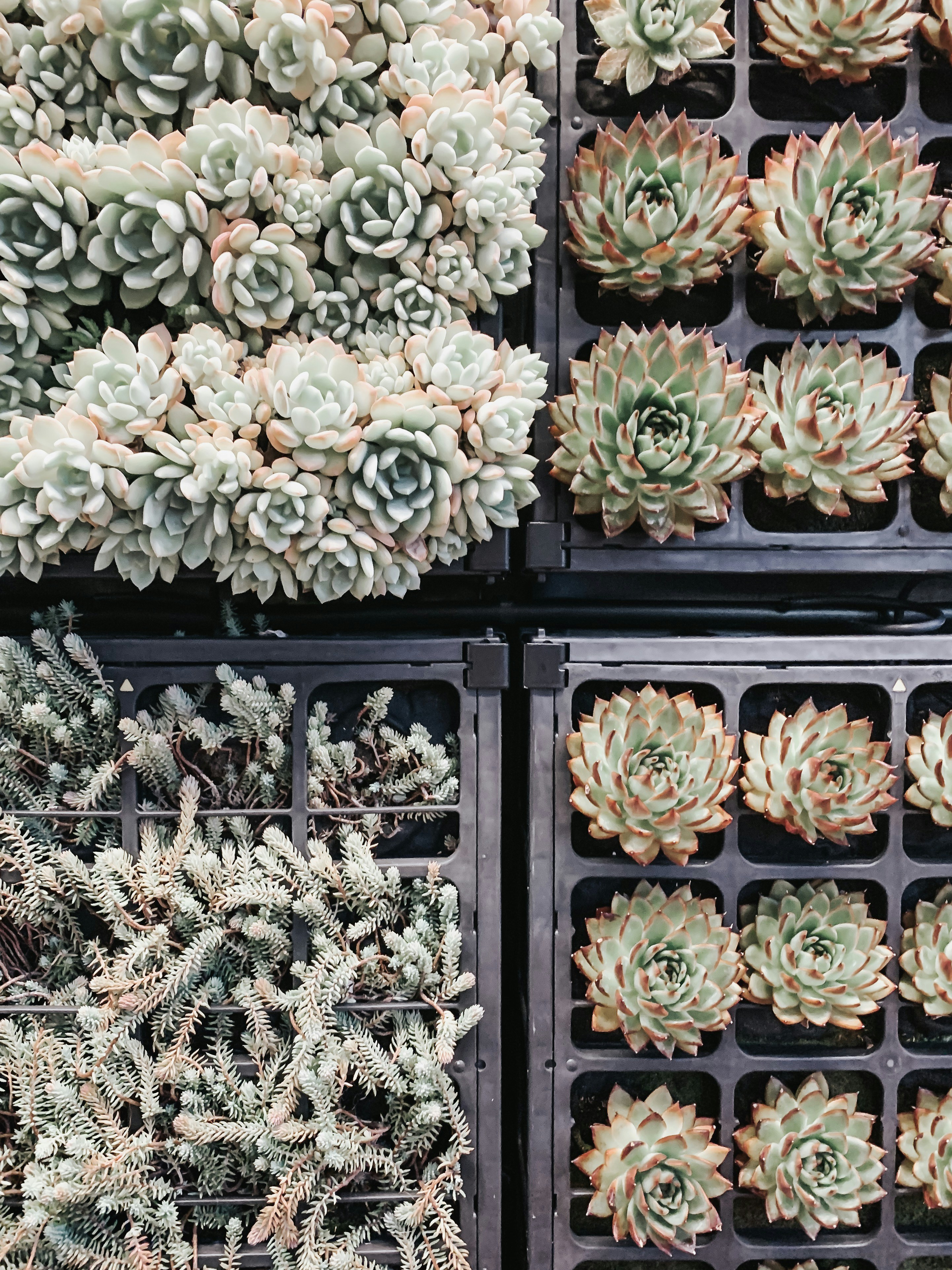 Assorted Potted Succulents in Trays
