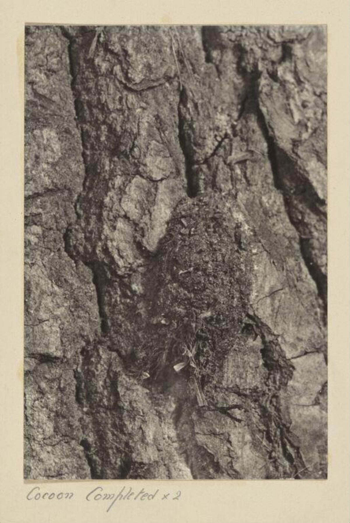 Completed Cocoon on Tree Bark