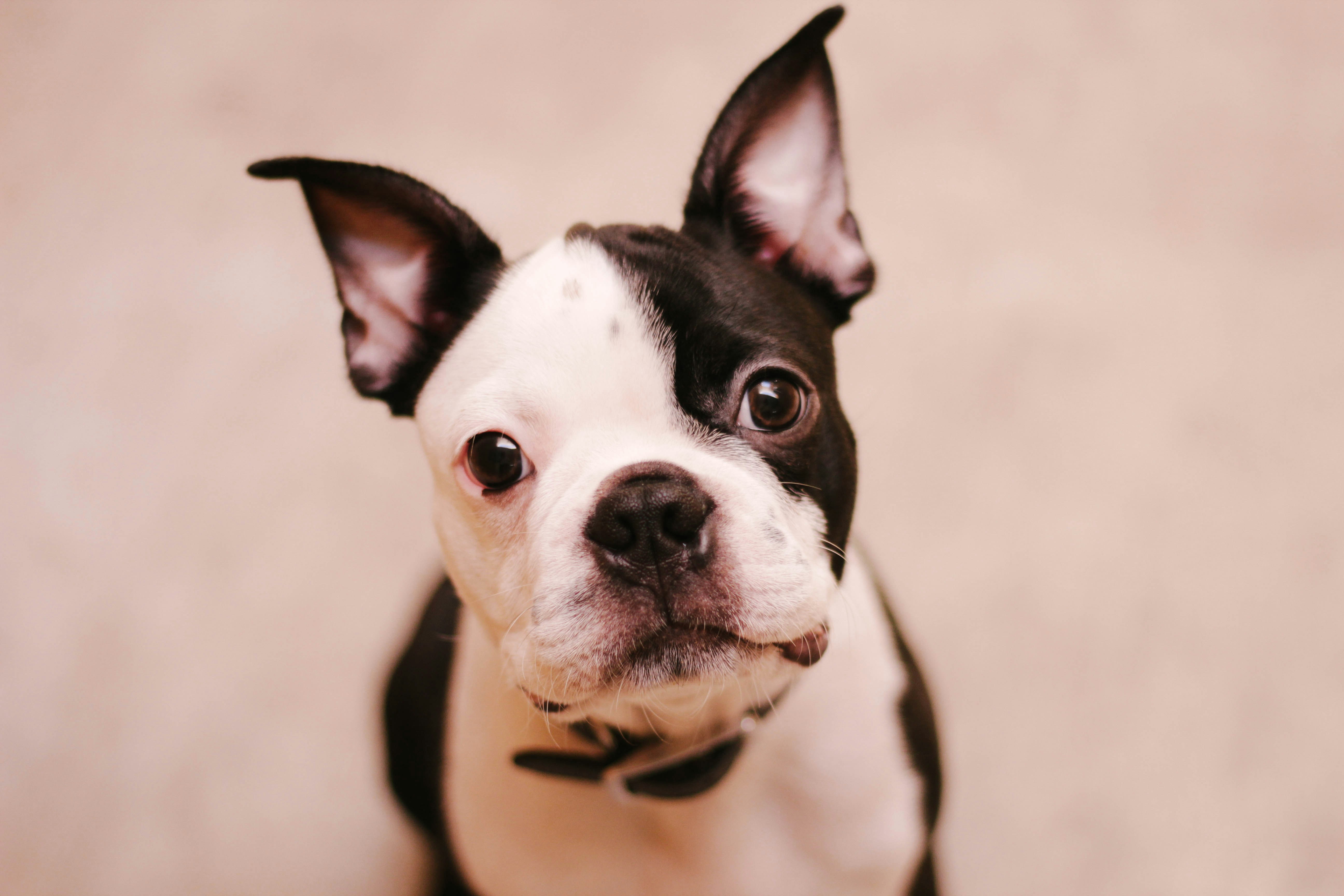 Black and White Boston Terrier Portrait