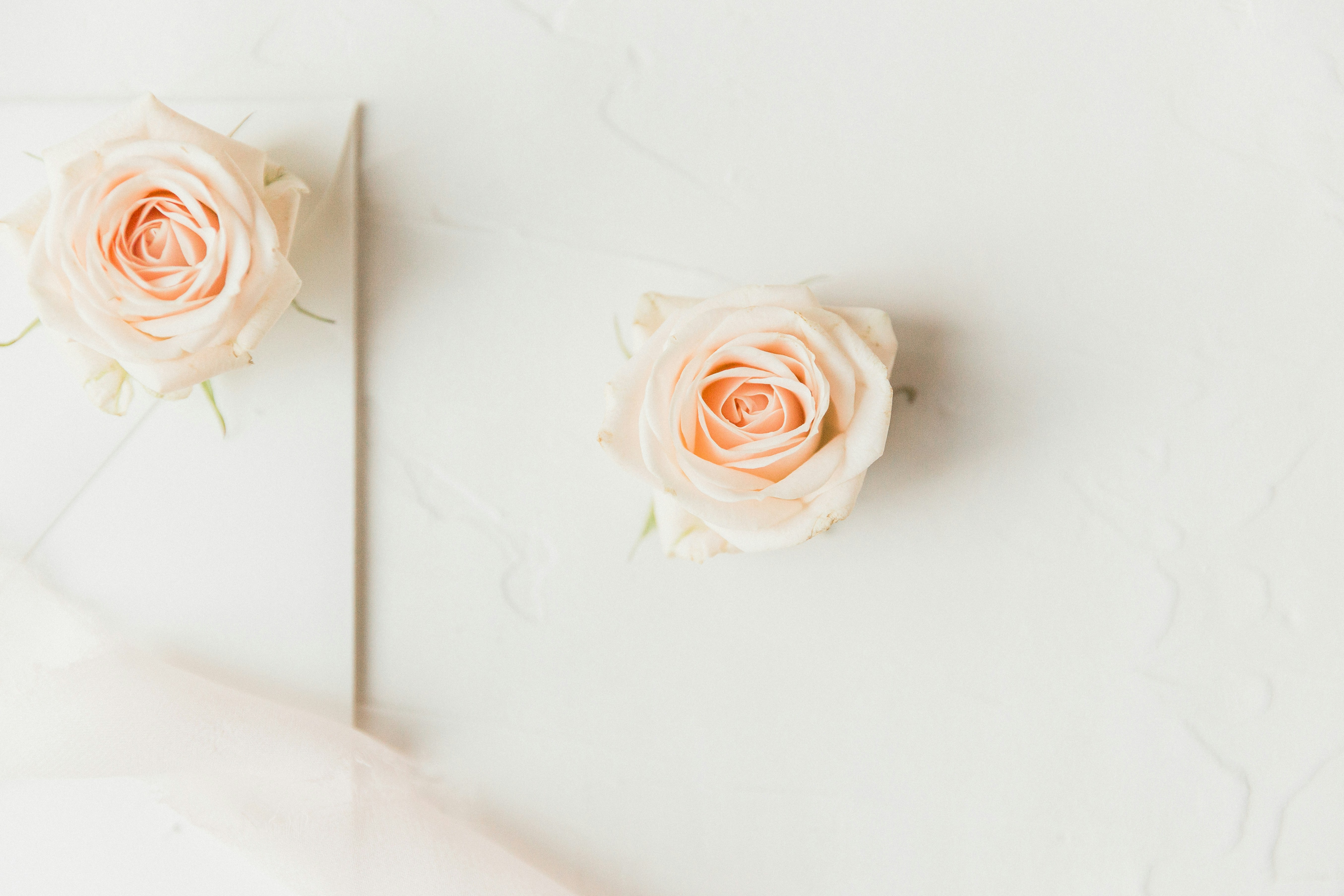 Two Peach Roses on White Marble