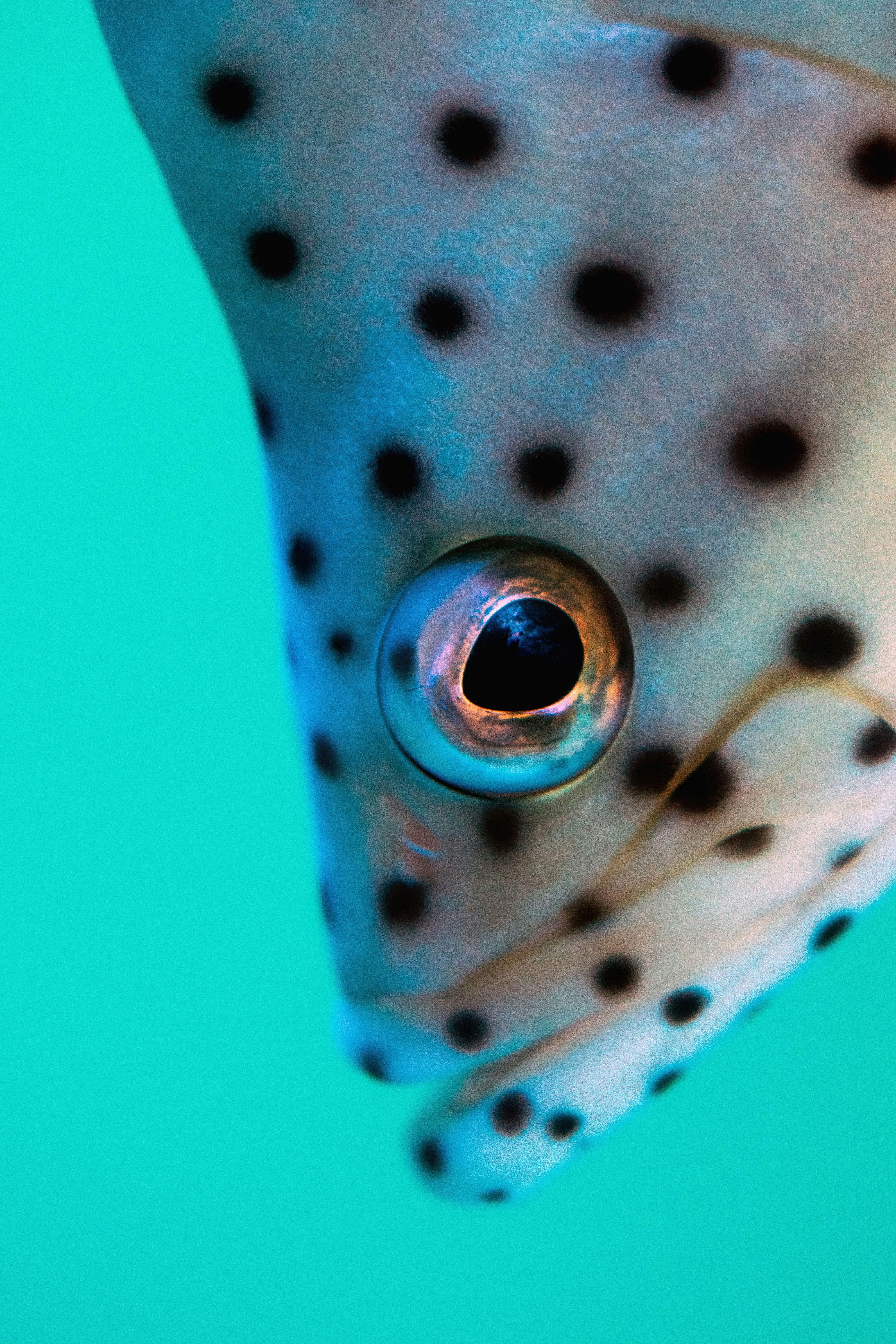 Close-up of Spotted Fish Eye