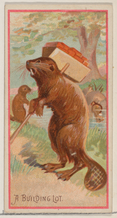 Vintage 'A Building Lot' Beaver Illustration