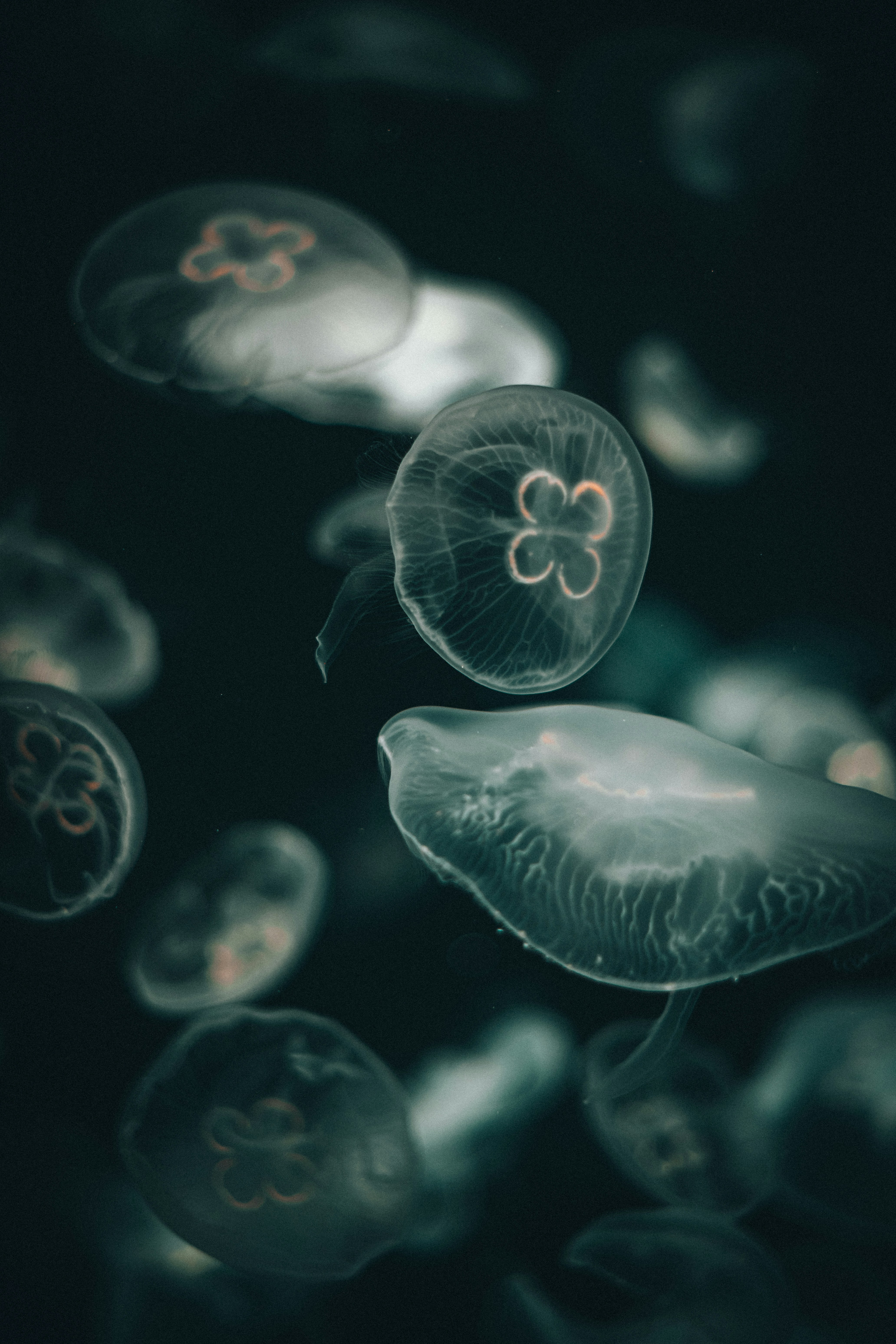 Translucent Moon Jellyfish Underwater