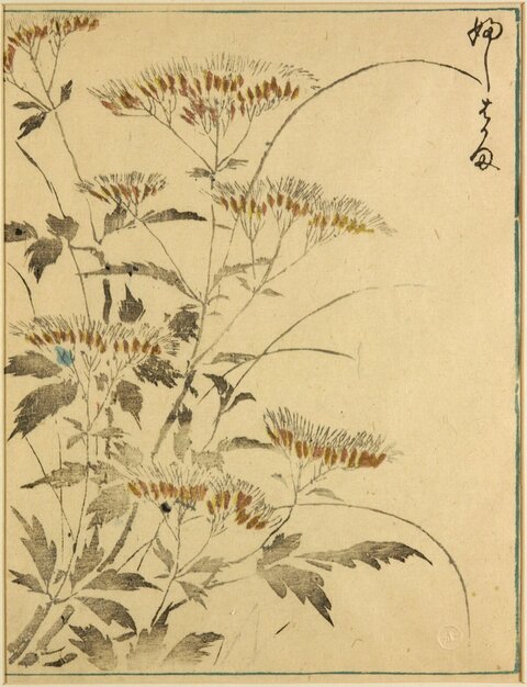 Valerian Plants Japanese Woodblock Print