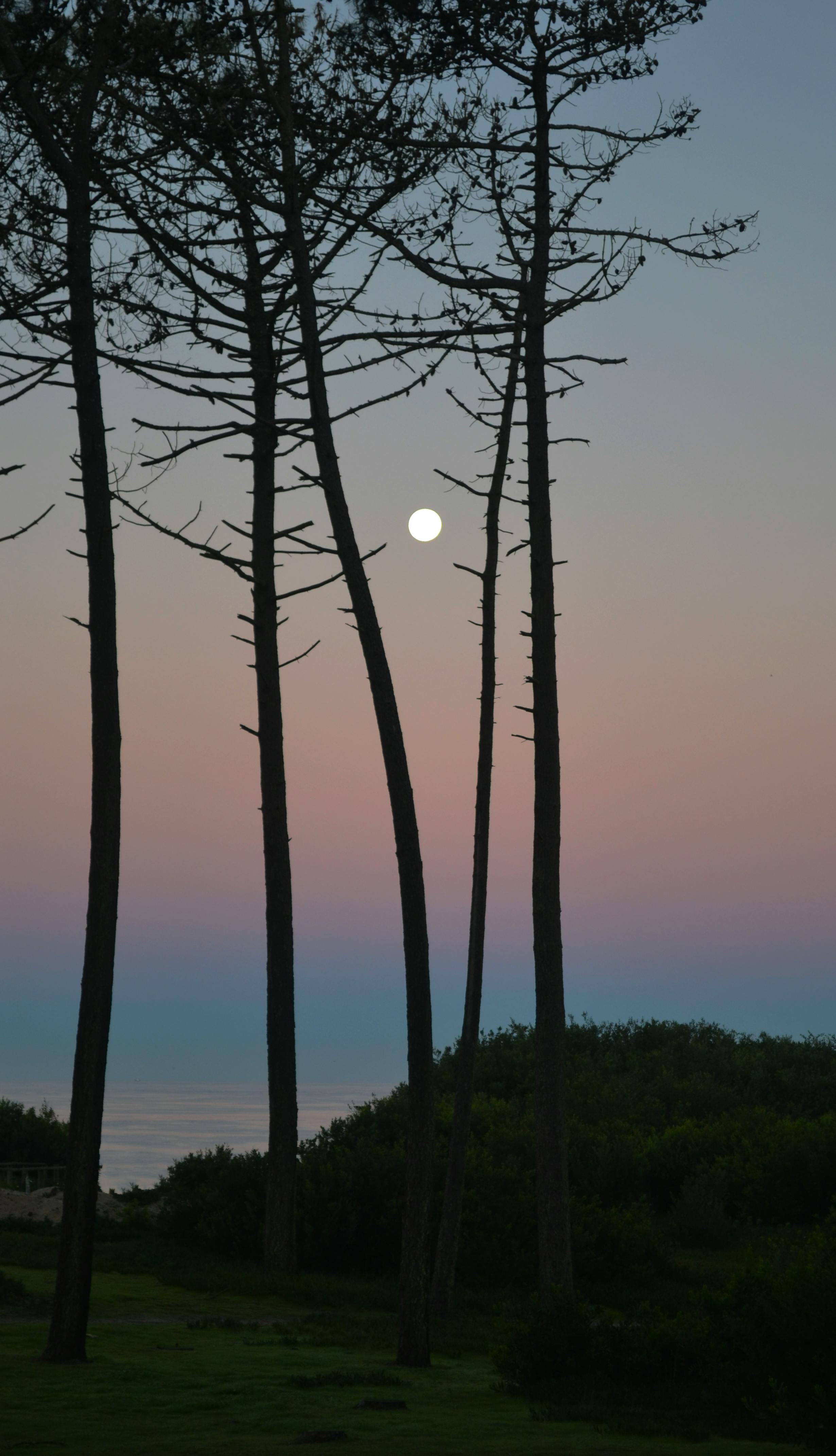 Full Moon Through Tall Pine Trees at Dusk