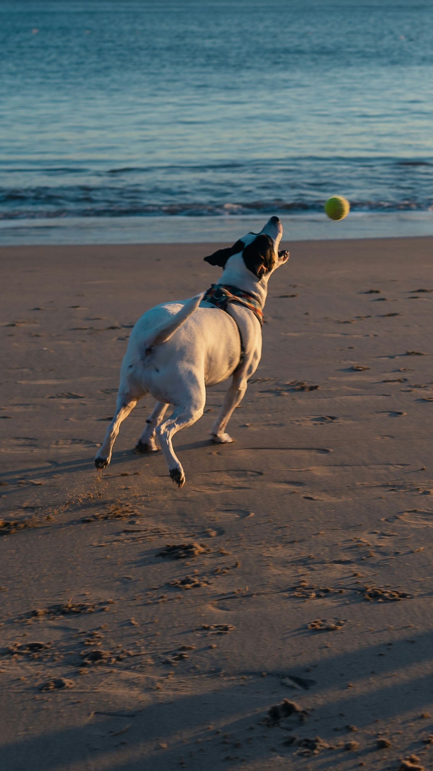 Dog Chasing Ball on Sandy Beach