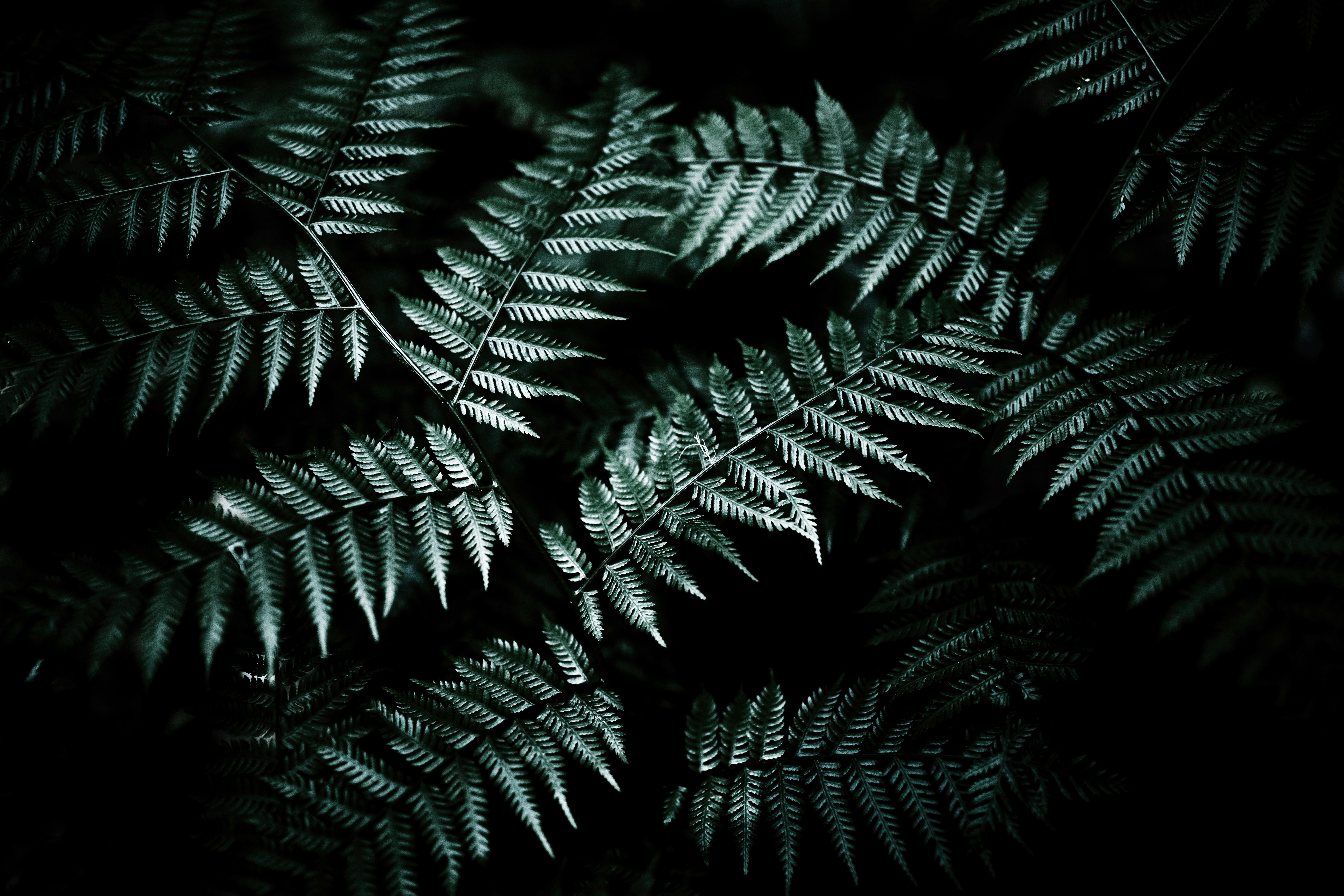 Backlit Fern Fronds in Shadow