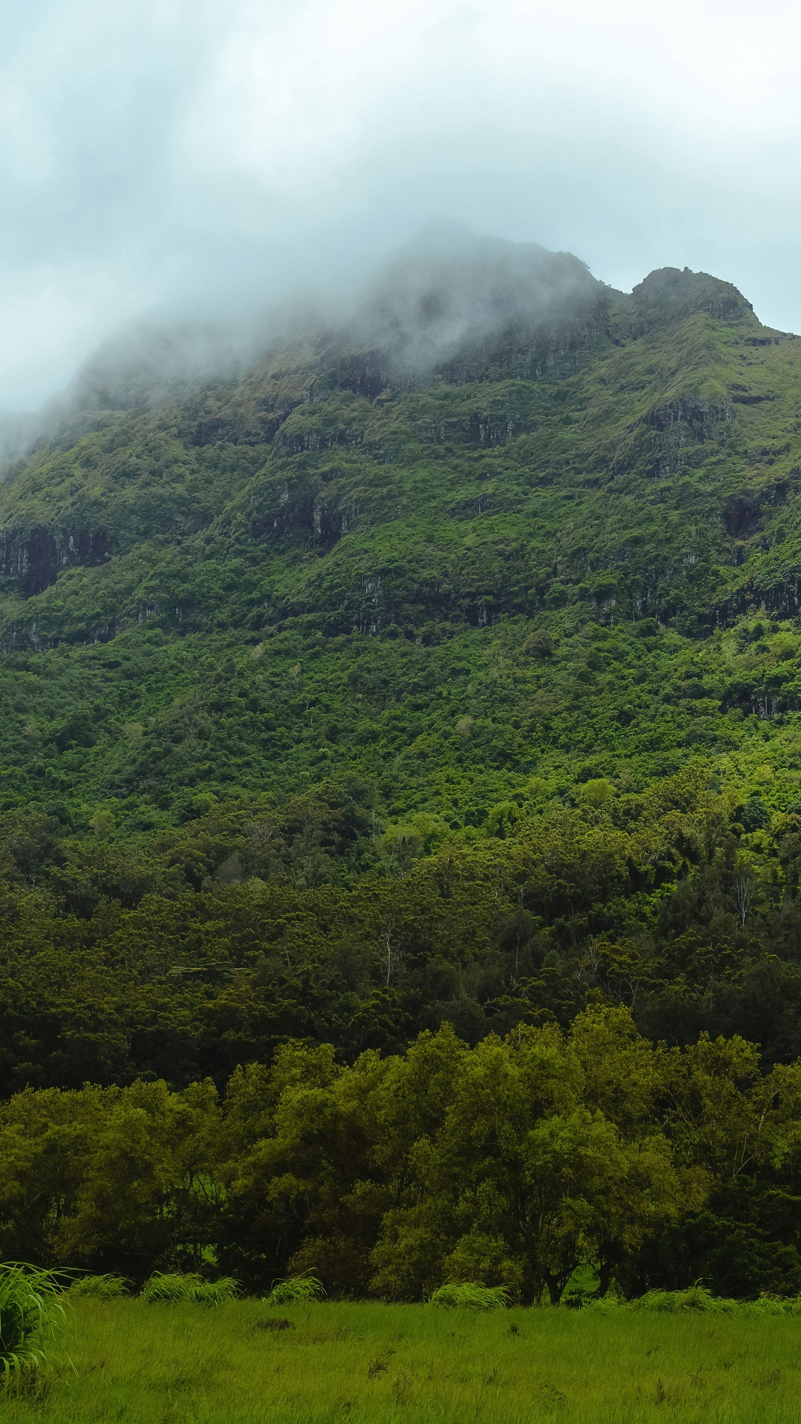 Misty Green Mountain Landscape