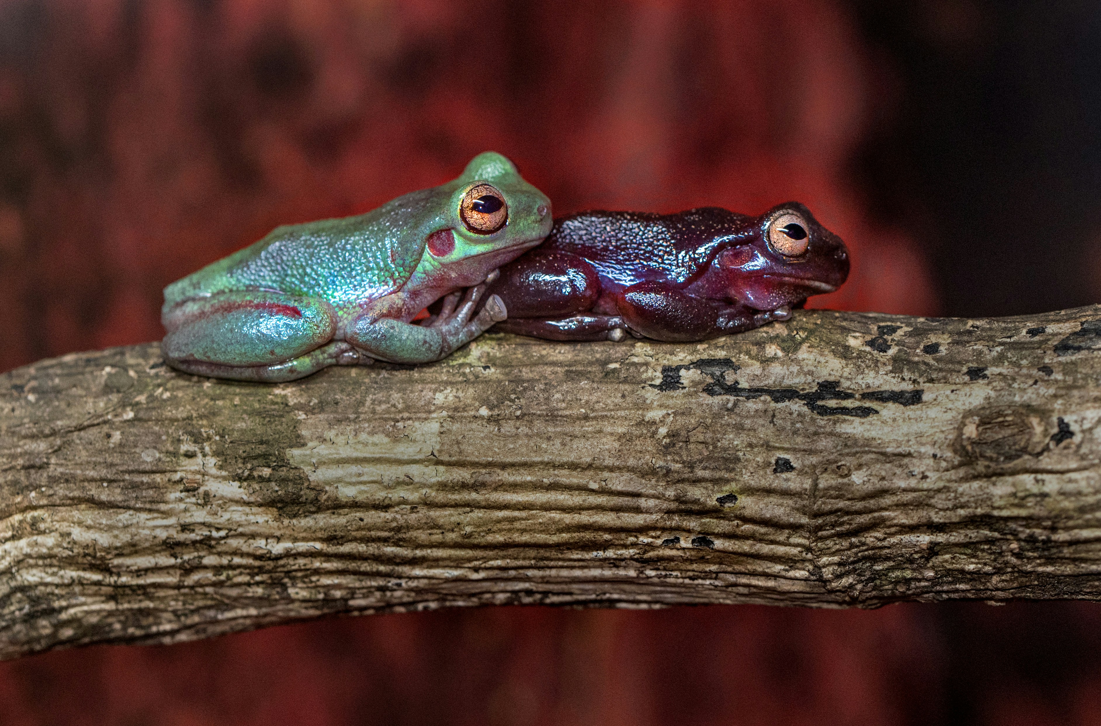 Two Colorful Frogs Resting on Branch