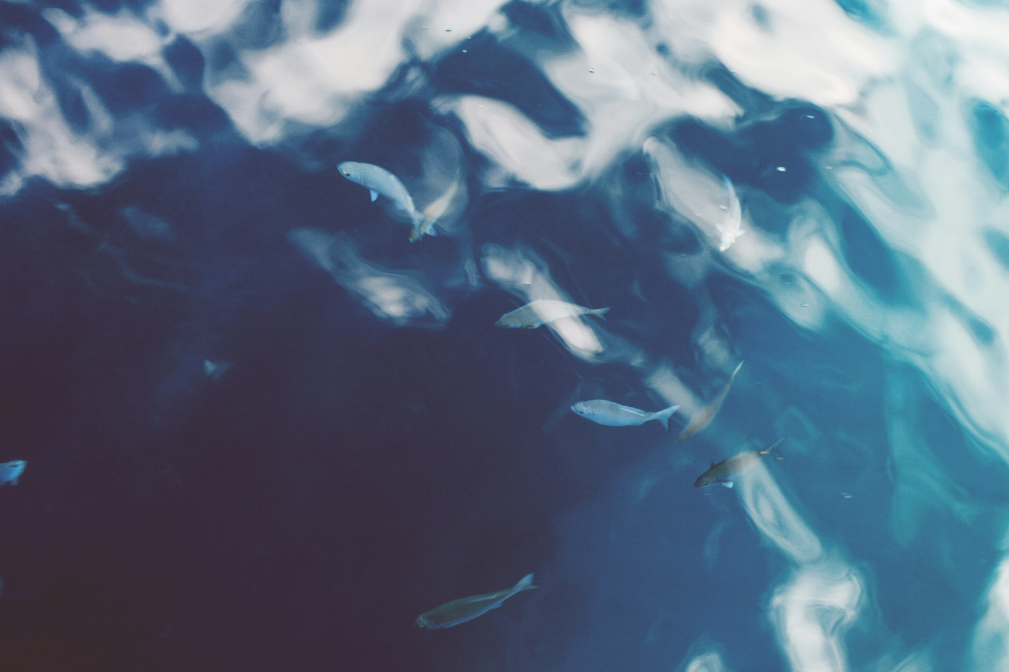 Small Fish Under Clear Blue Water