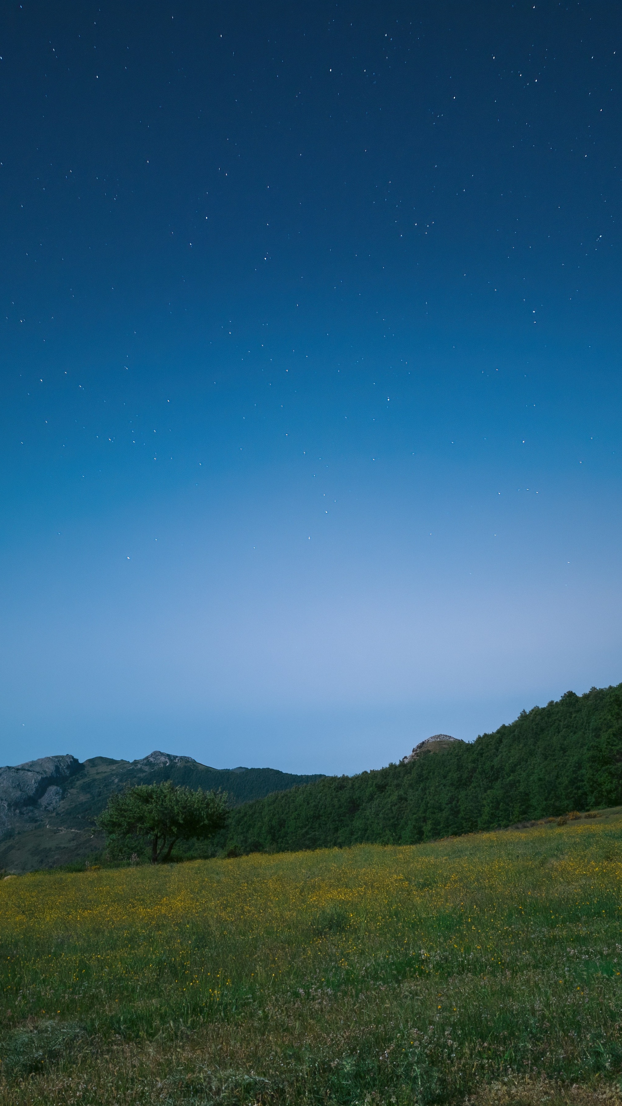 Starry Night Over Mountain Meadow