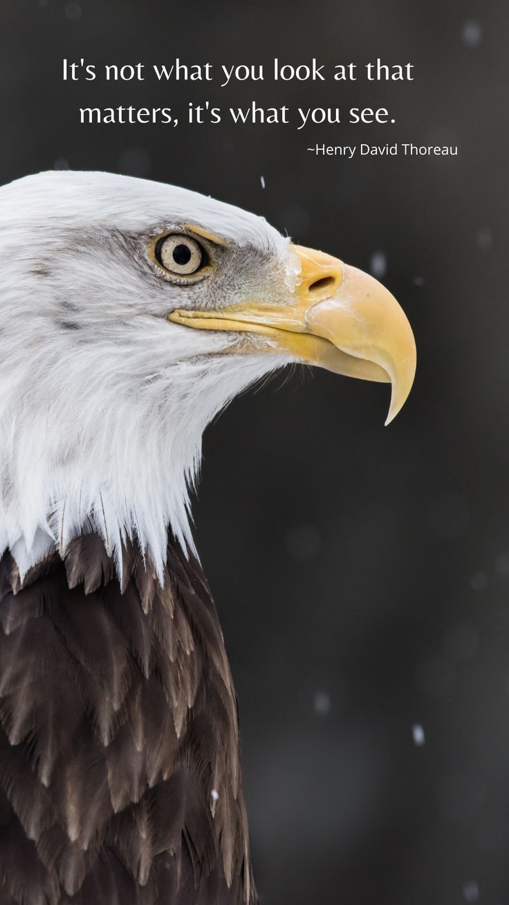 Bald Eagle with Inspirational Quote