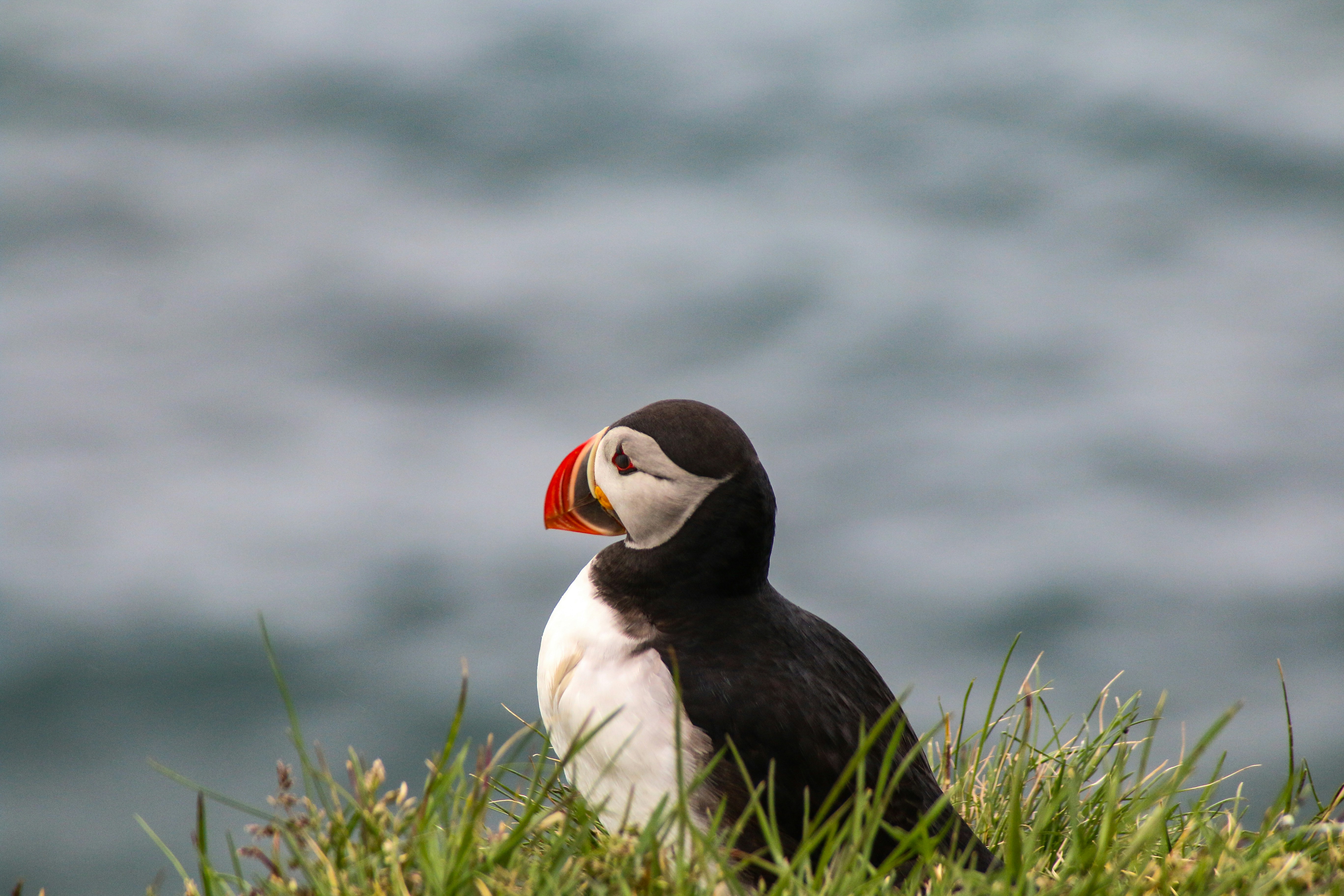Puffin Resting on Coastal Grass