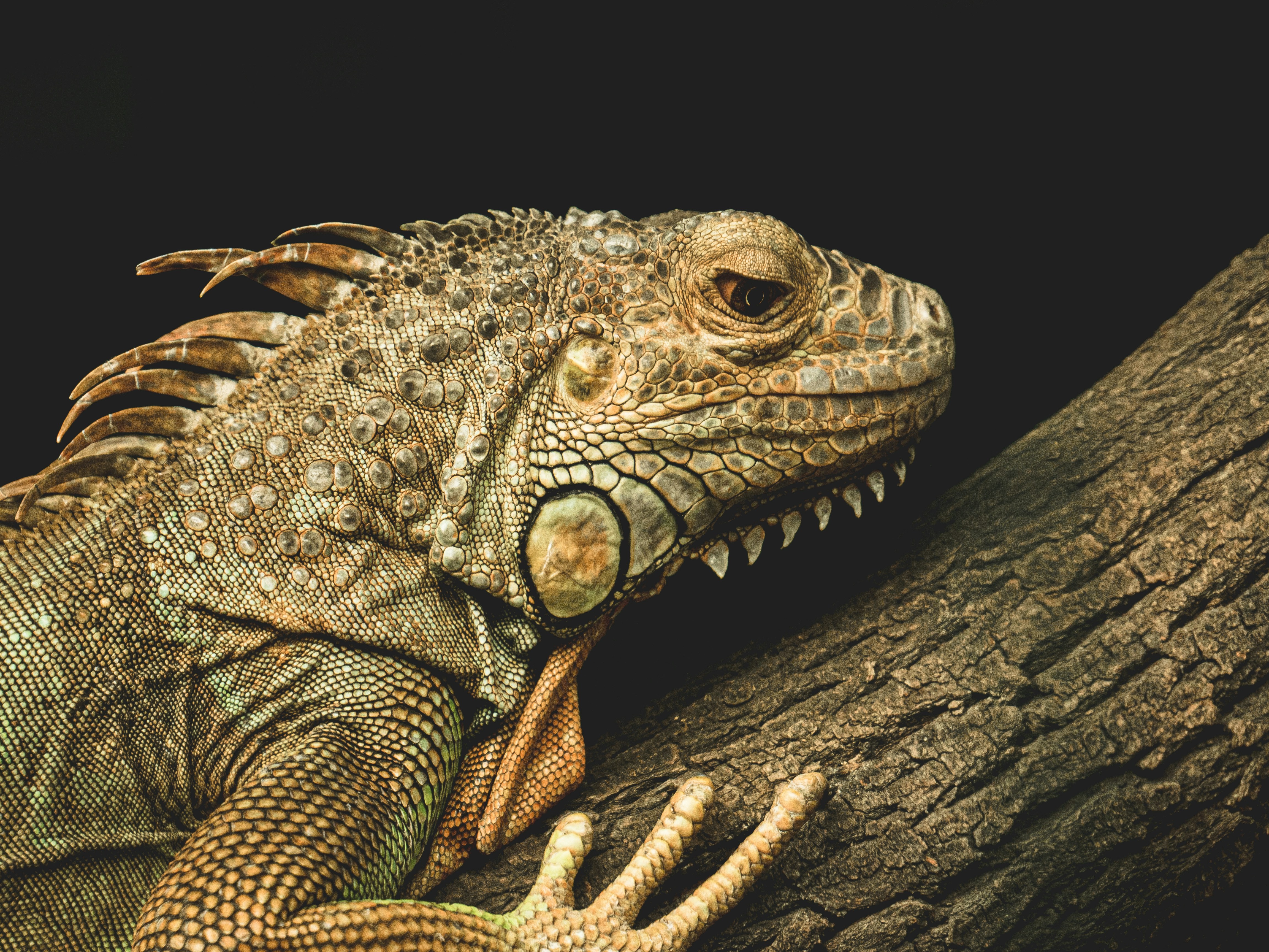 Iguana Perched on Tree Trunk