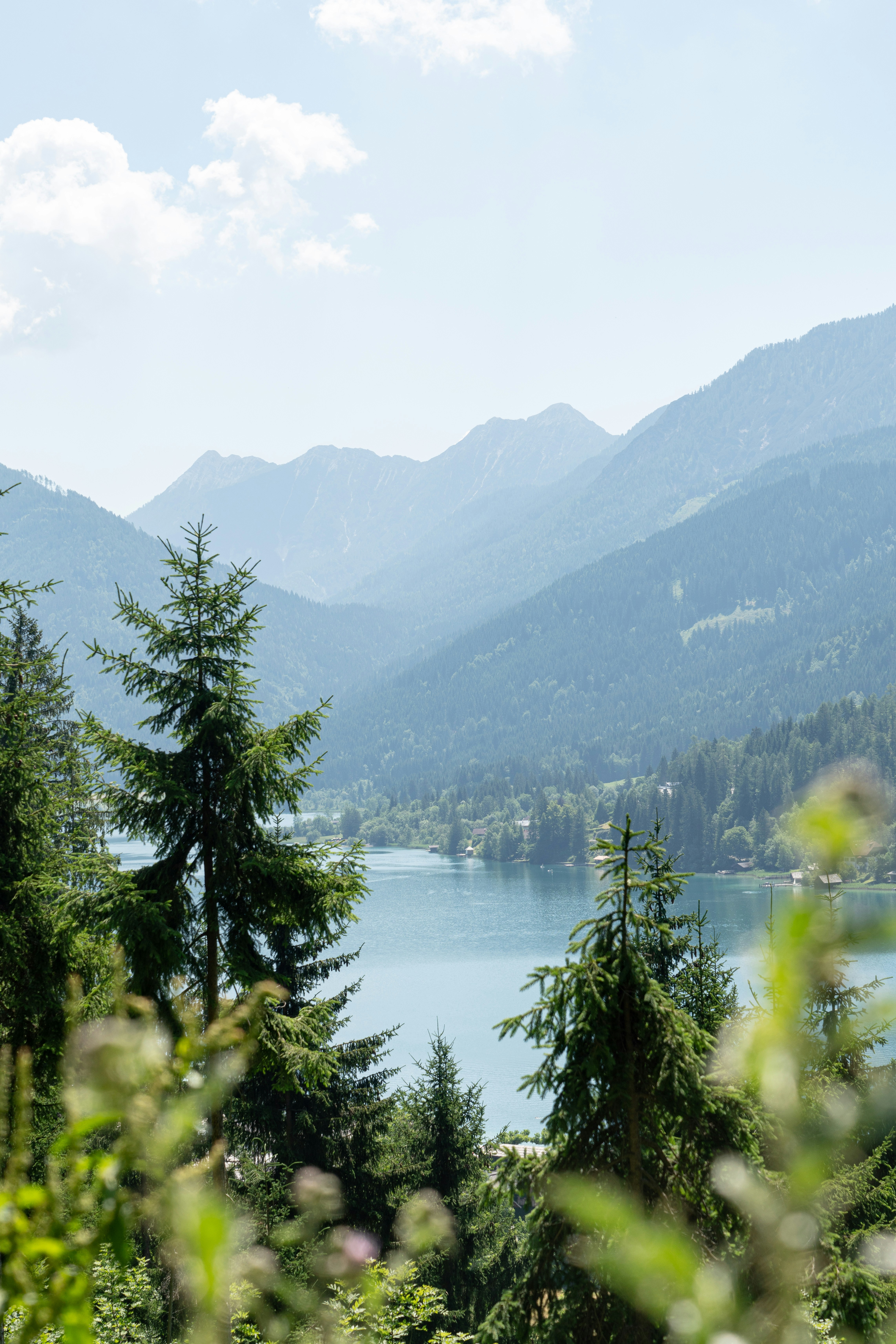 Mountain Lake Forest View