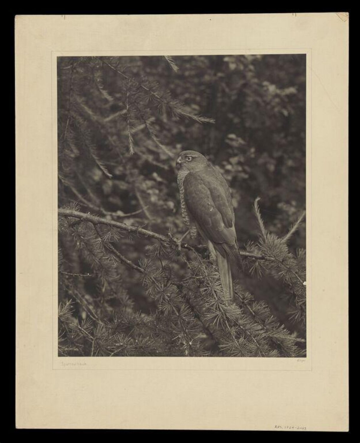 Sparrowhawk Perched on Conifer Branch