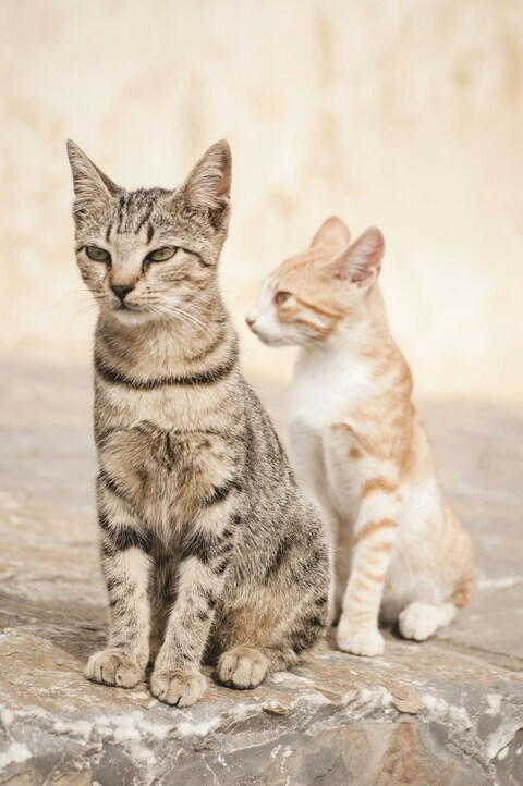 Two Domestic Cats Sitting Outdoors