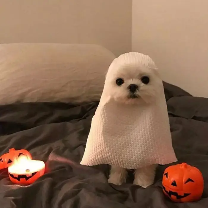 Dog in Ghost Halloween Costume