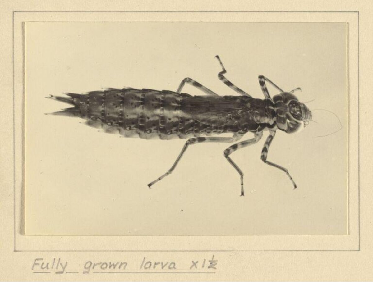 Scientific Illustration of Fully Grown Larva