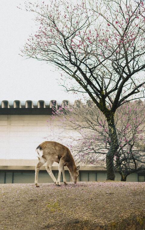 Grazing Deer Under Blooming Plum Tree