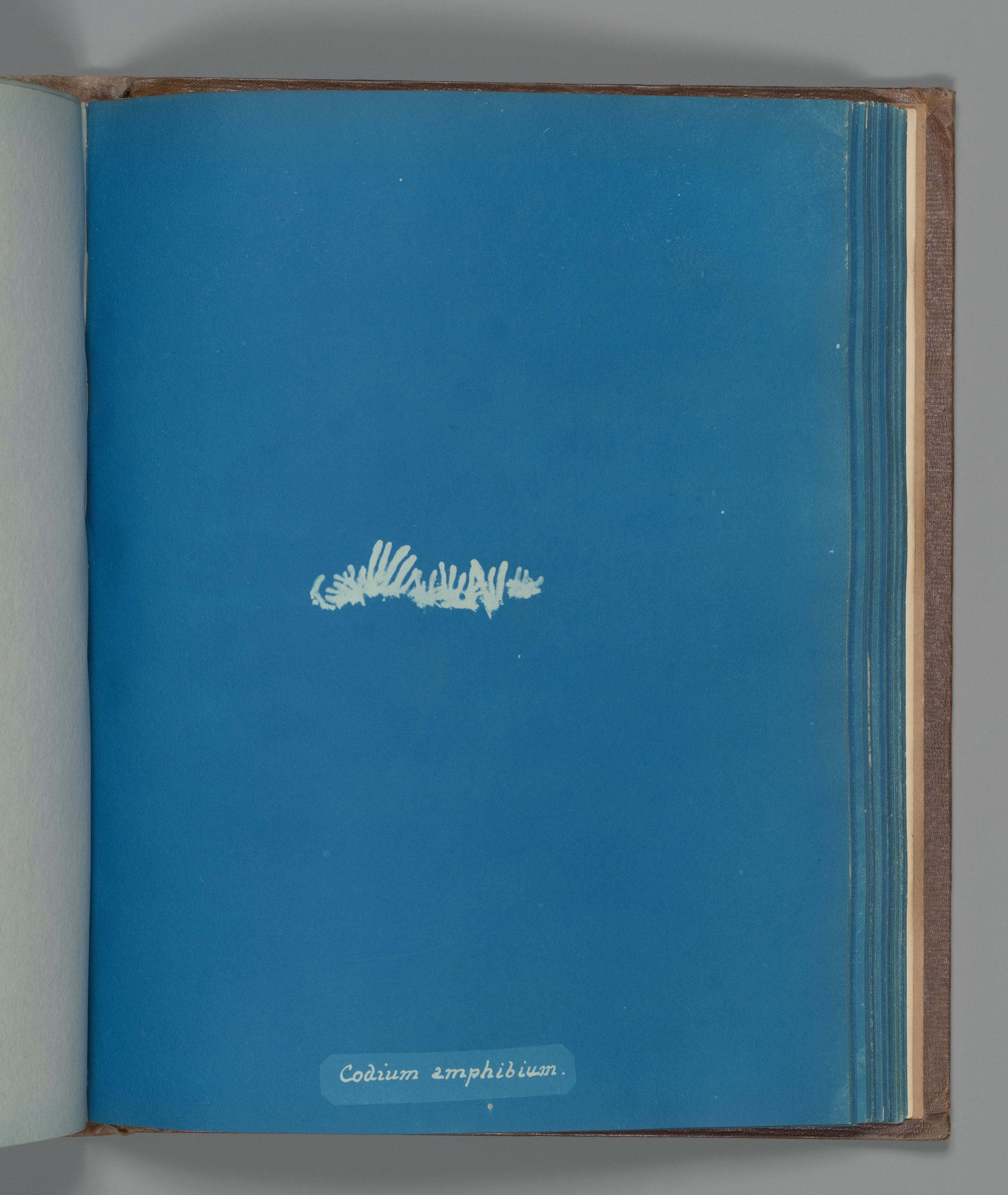 Cyanotype of Codium amphibium Algae