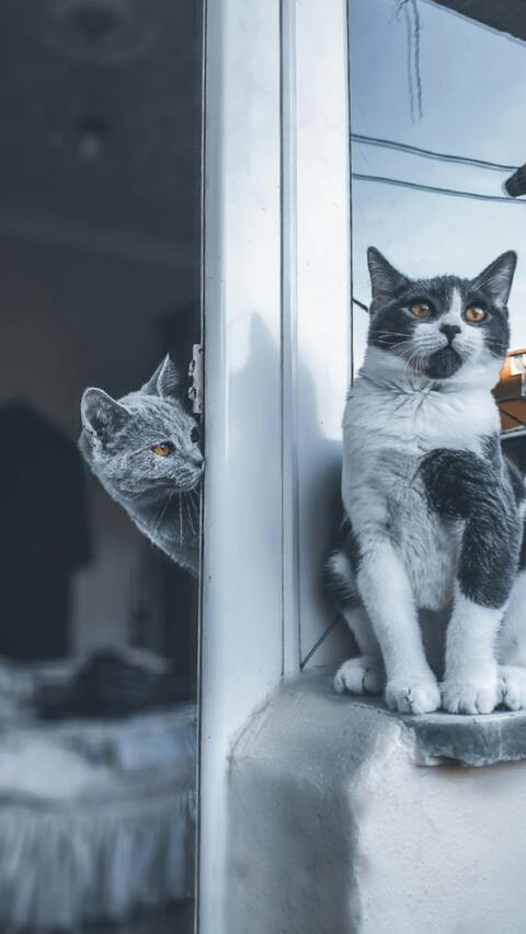 Two Cats On Either Side Of Window