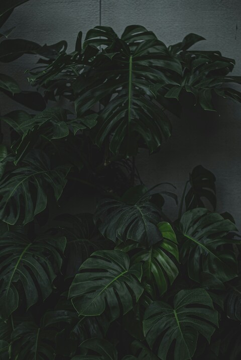 Dark Monstera Leaves Against Gray Wall