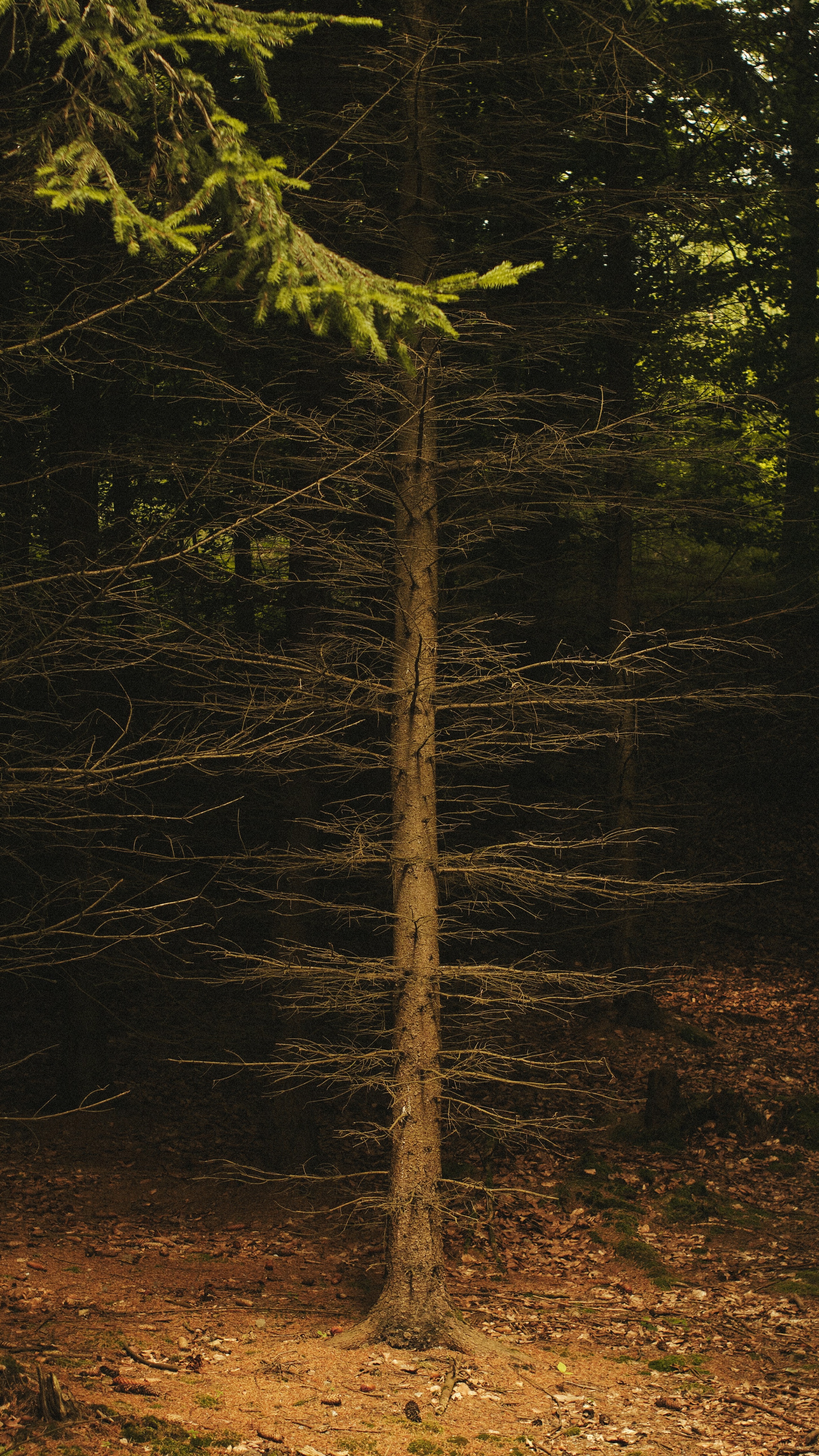 Dead Bare Tree In Dense Forest