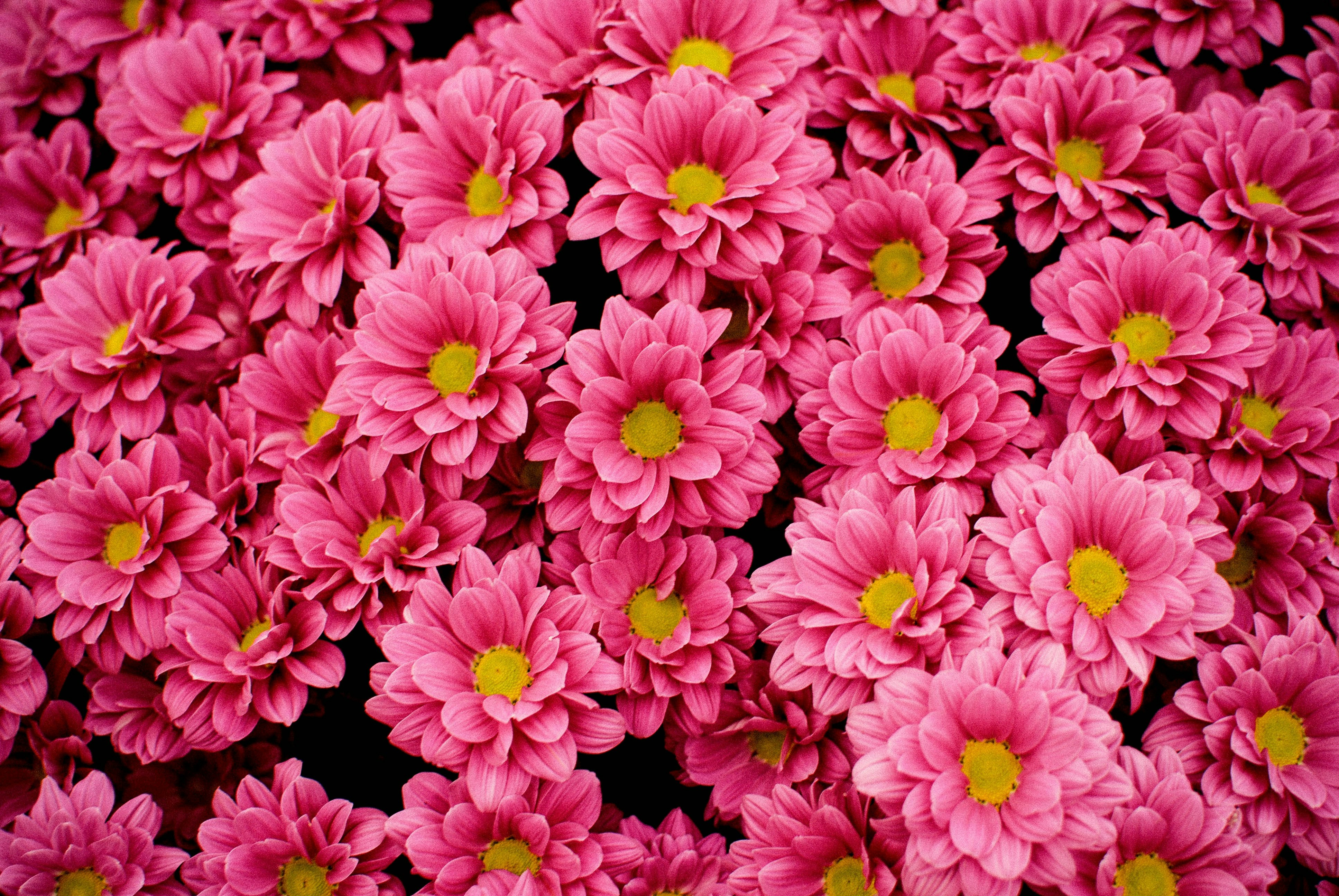 Dense Pink Chrysanthemums