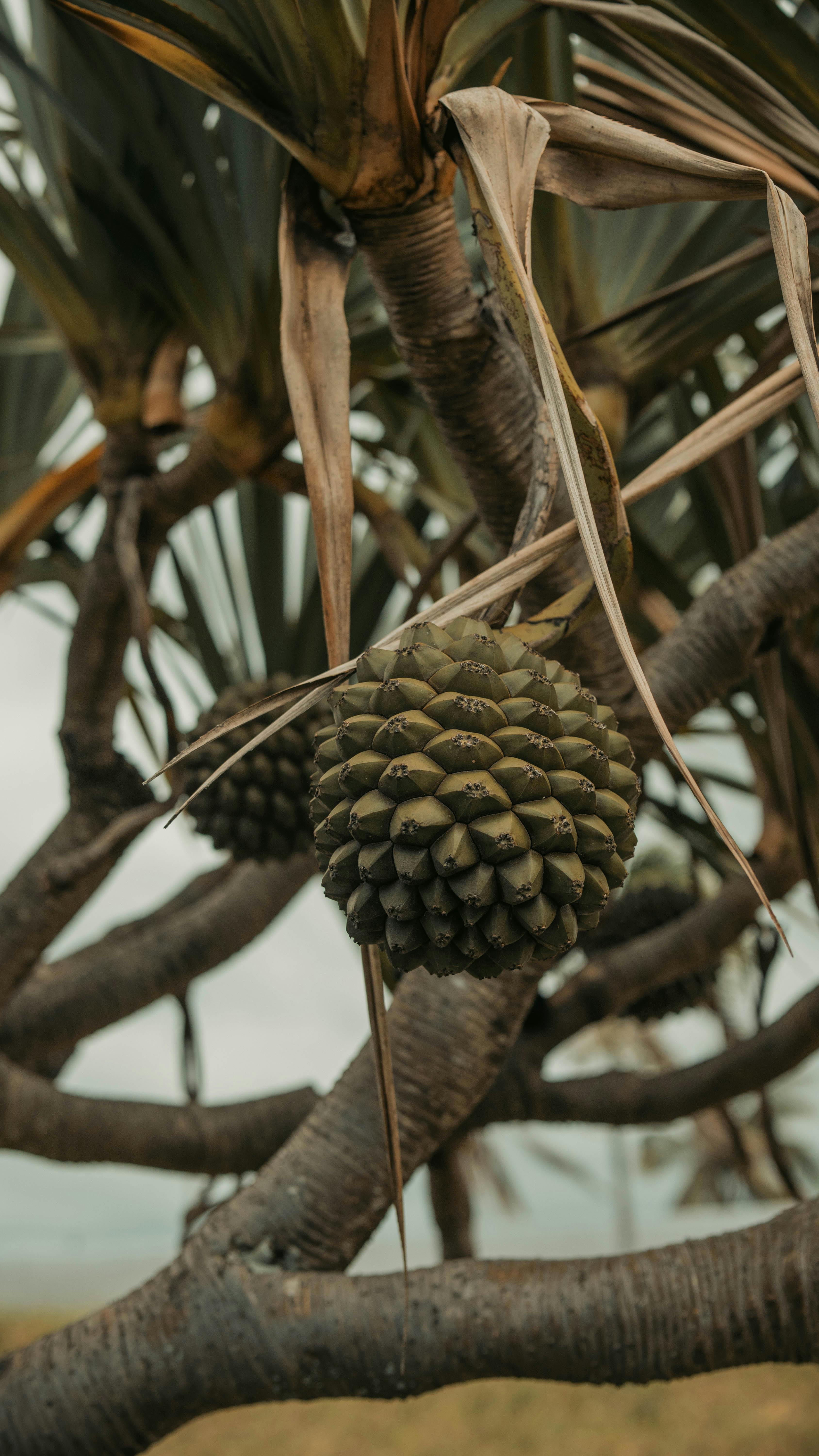 Pandanus Fruit Hanging on Tree