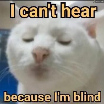 I Can't Hear Blind Cat Meme