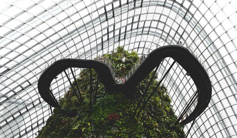 Curved Skywalk in Cloud Forest