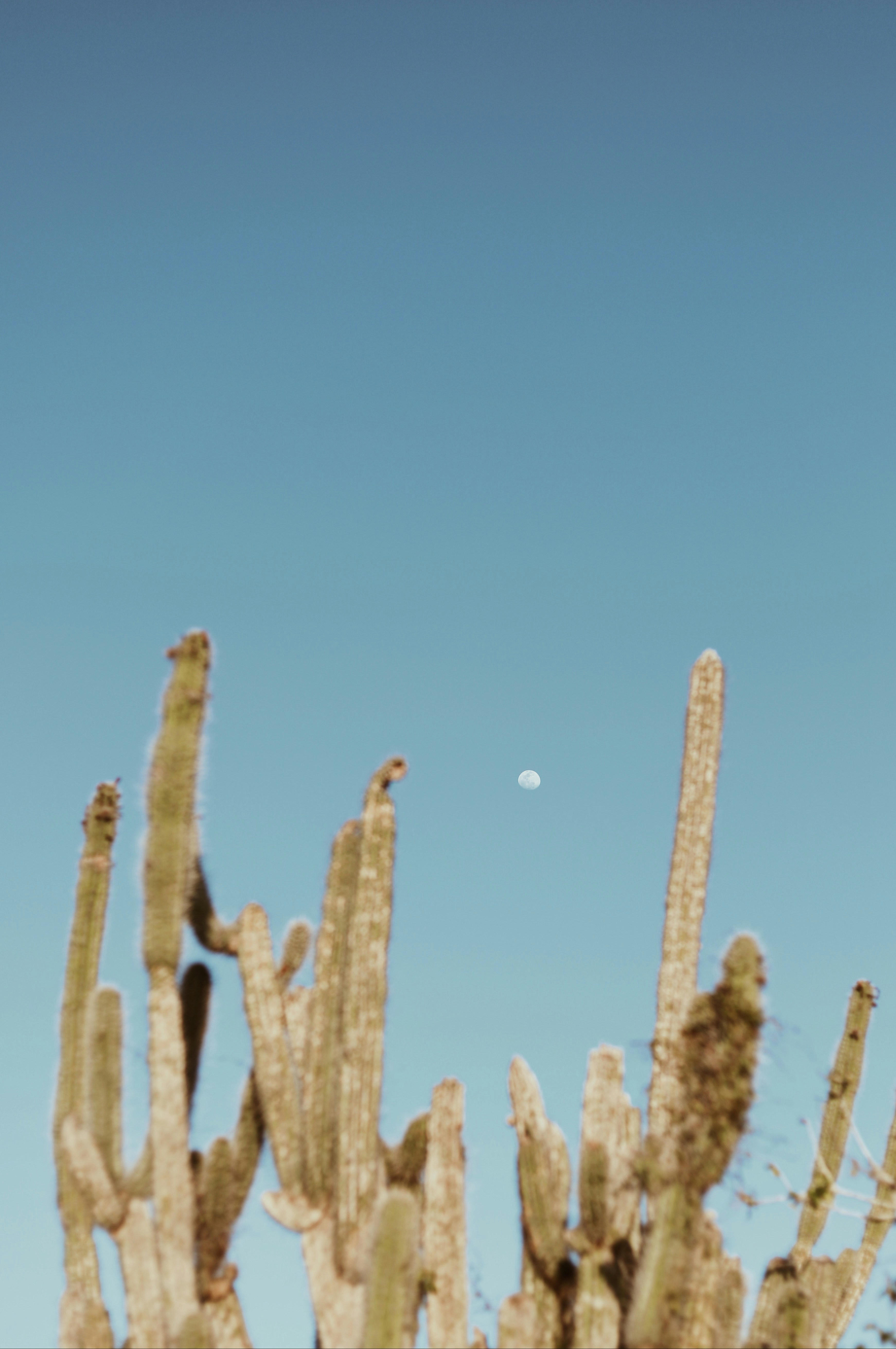 Cacti and Moon under Blue Sky